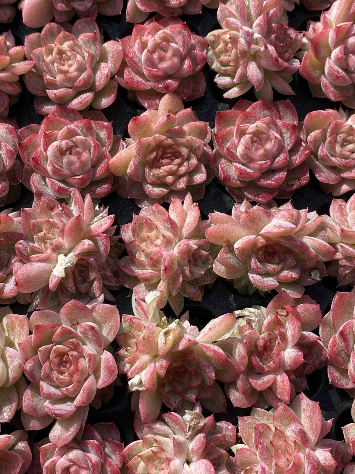 多肉植物 X48 トウクンバイオウ 105苗 土根付き エケベリア セダム