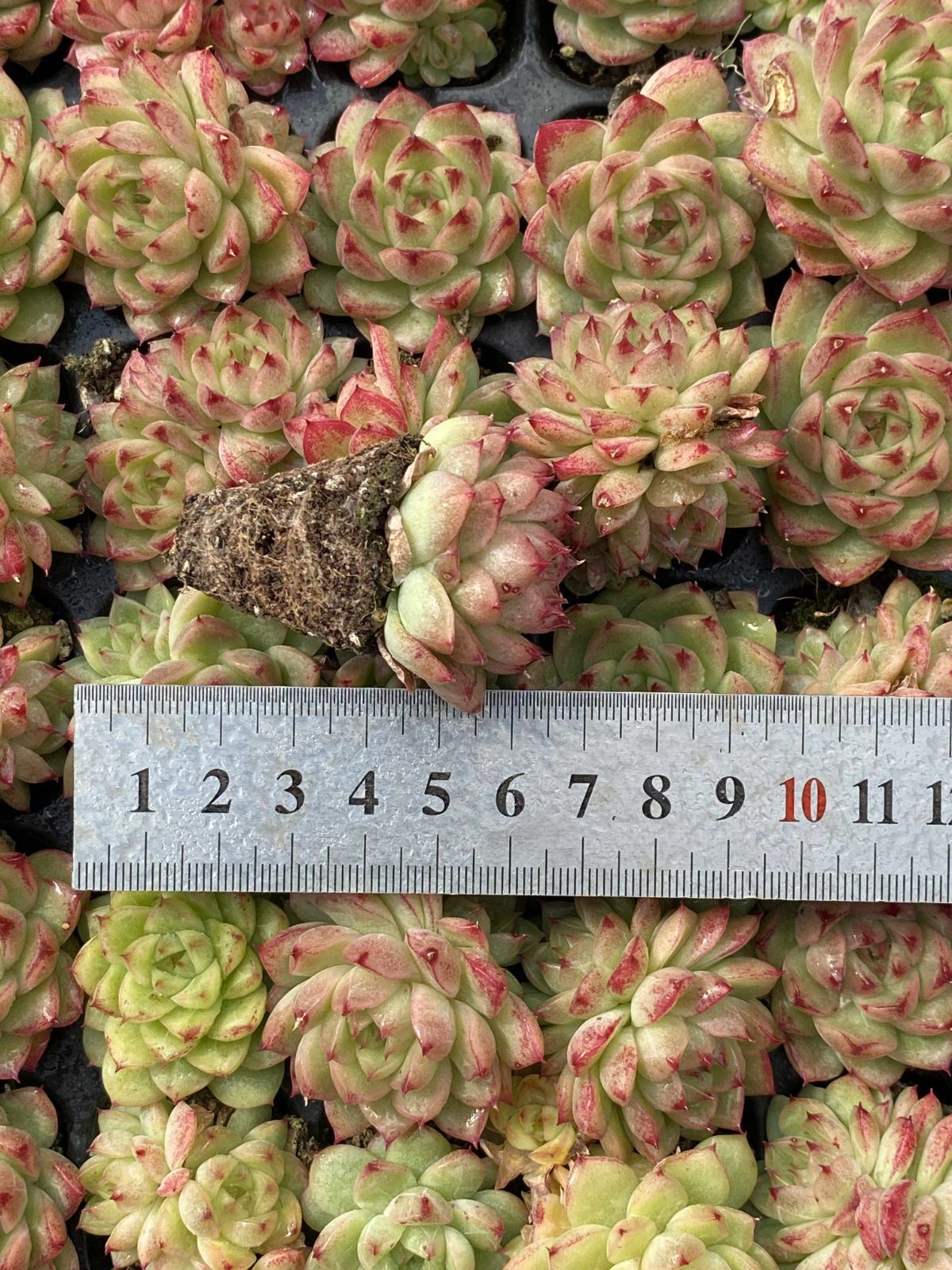 多肉植物 X41 フウヒ 105苗 土根付き エケベリア セダム アエオニウム