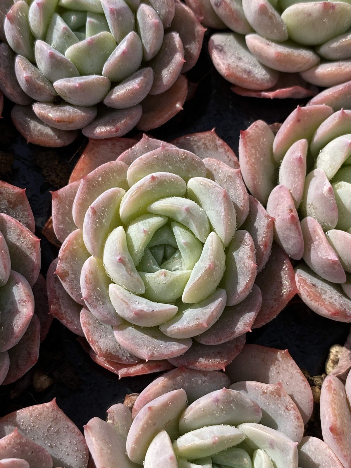 ラ*ュ様 X582　15種類の土根付き105苗セット　多肉　エケベリア　韓国苗 多肉植物 X59 バンサ 105苗 土根付き エケベリア セダム アエオニウム