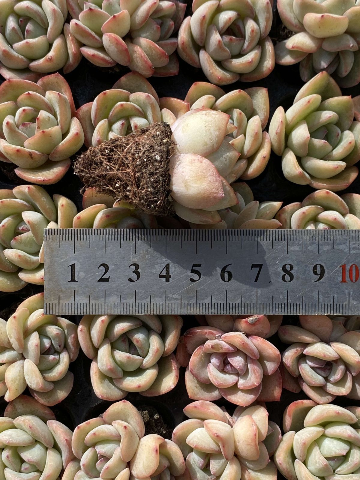 多肉植物 X62 センセーション 105苗 土根付き エケベリア セダム