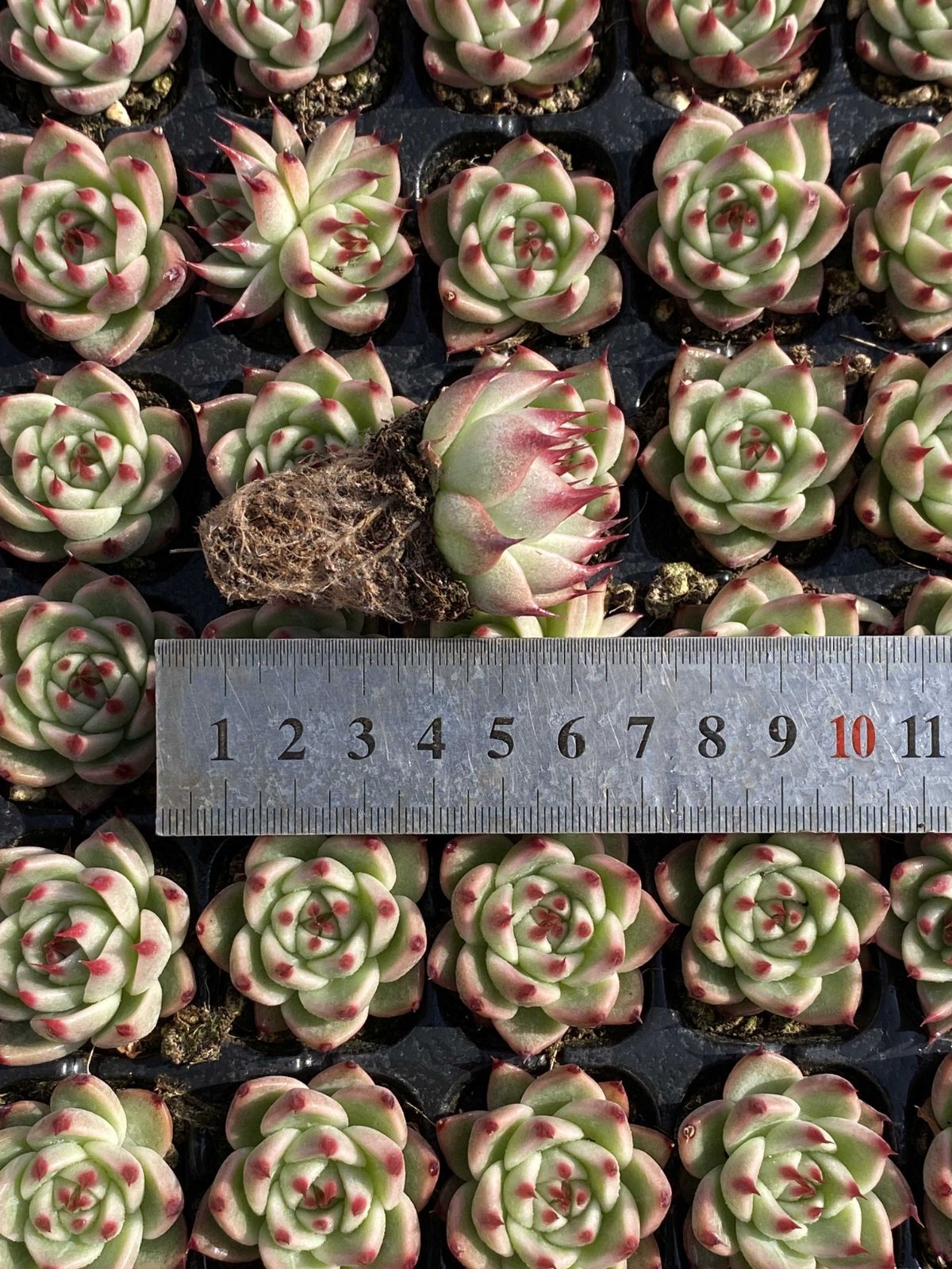 Top【選抜株】多肉植物 23522アモムム 105個 プラグトレー苗 多肉植物