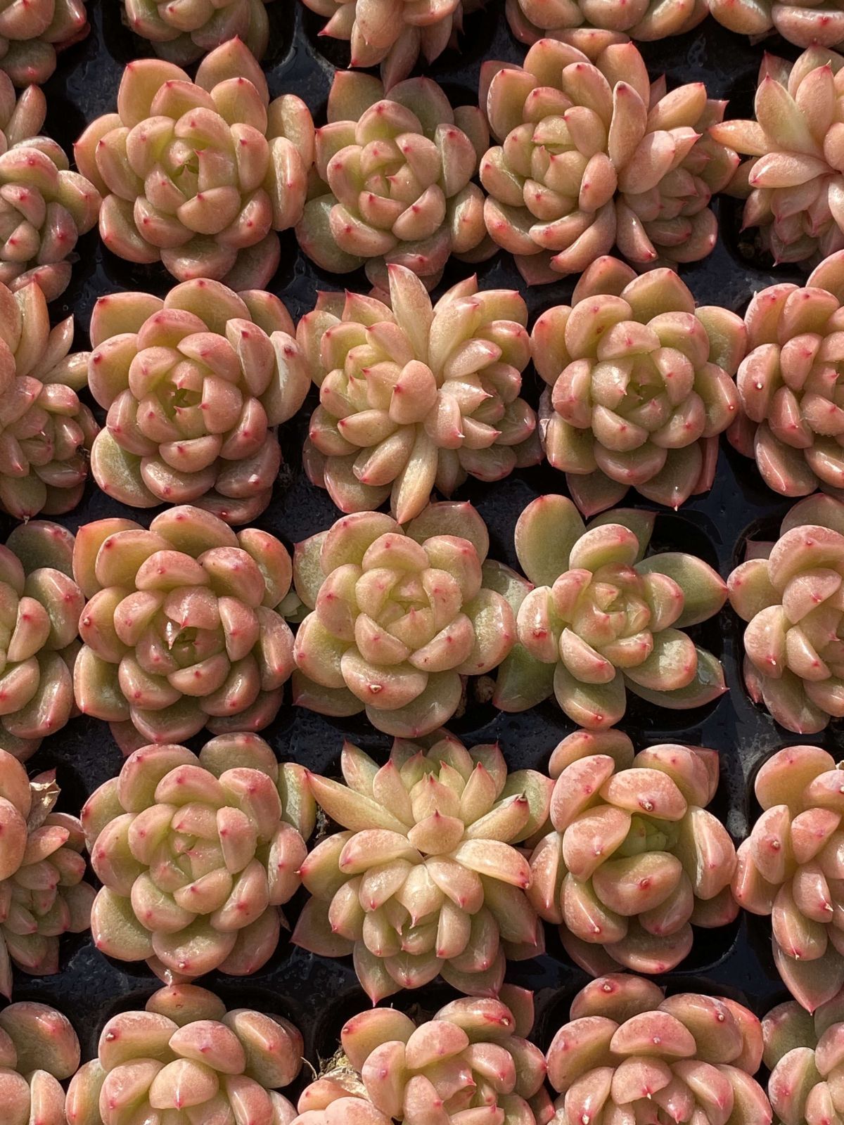 多肉植物 X78 セイクウ 105苗 土根付き エケベリア セダム