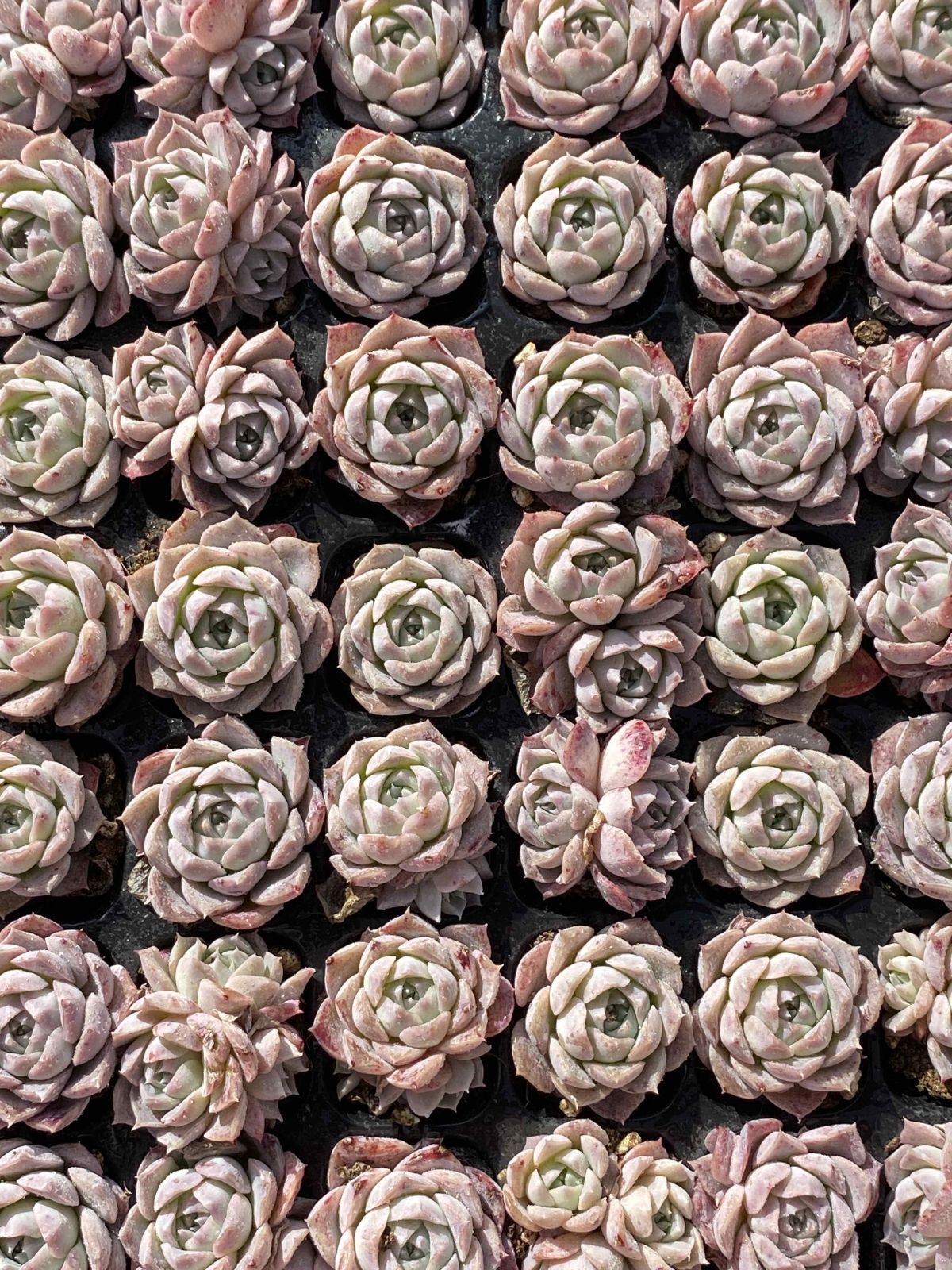 Top【選抜株】多肉植物　22139ポセイドン 105個　プラグトレー苗 多肉植物 X84 ポセイドン 105苗 土根付き エケベリア セダム