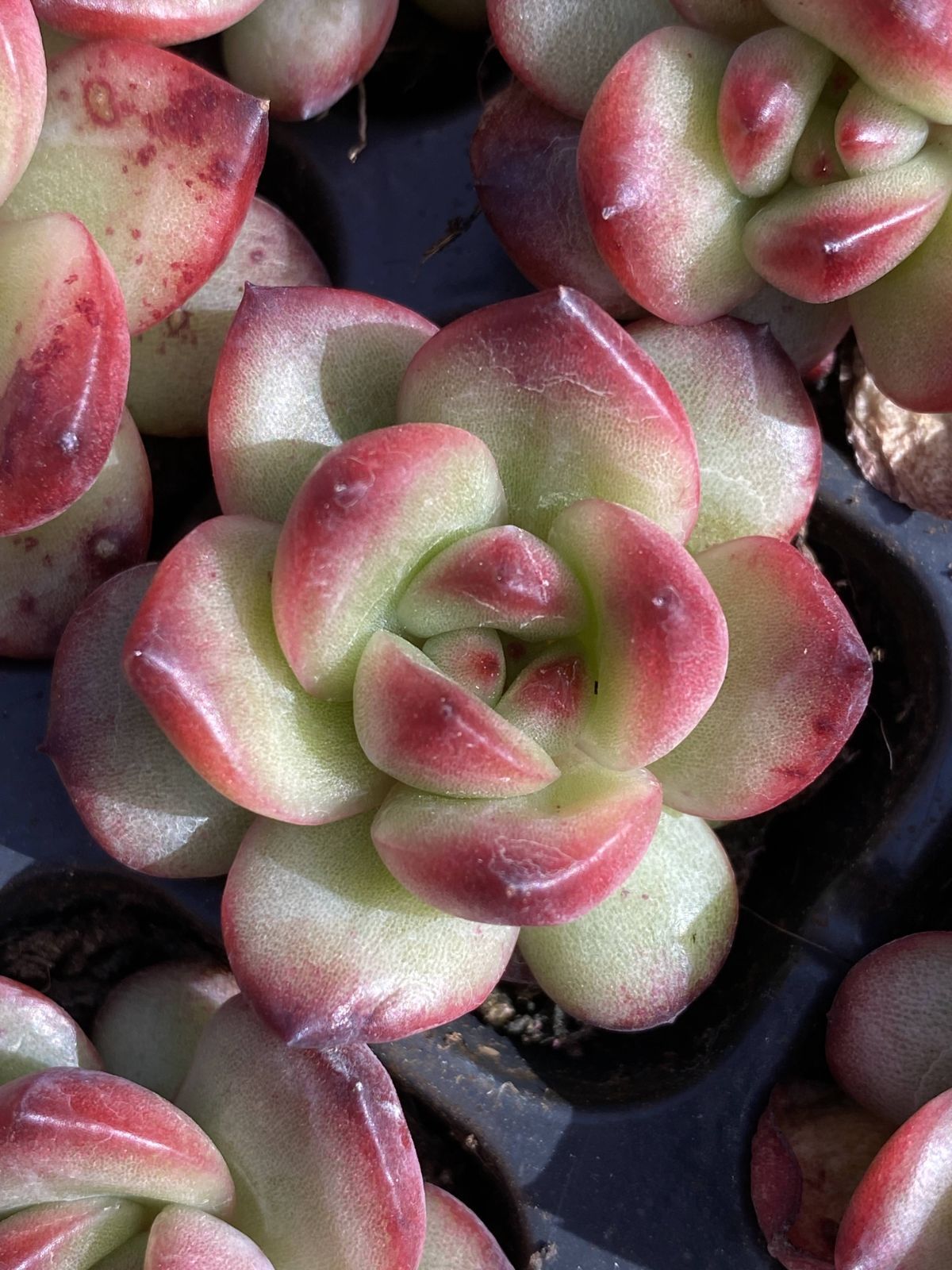 多肉植物 X80 TM 105苗 土根付き エケベリア セダム アエオニウム 韓国