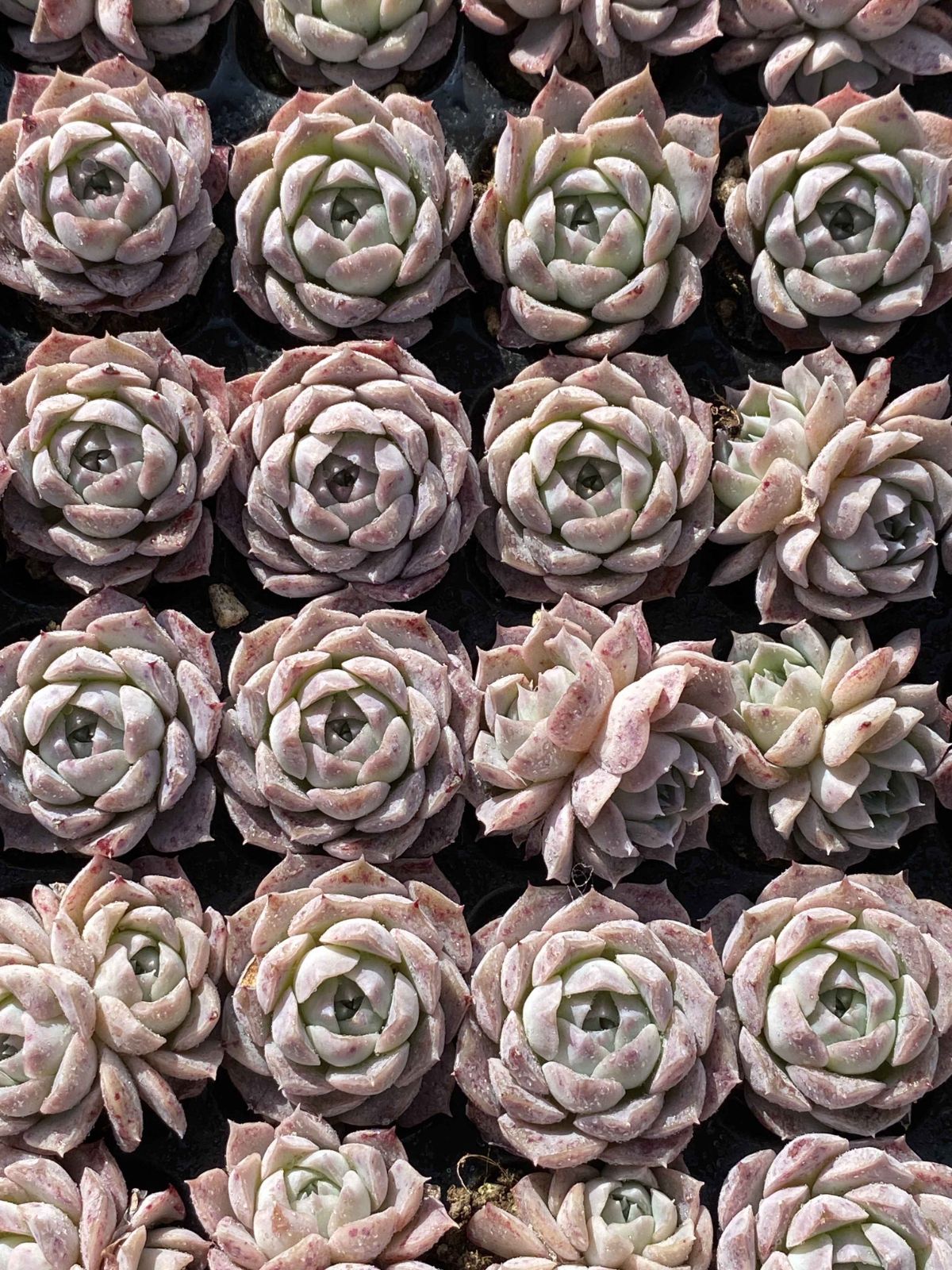 多肉植物 X84 ポセイドン 105苗 土根付き エケベリア セダム