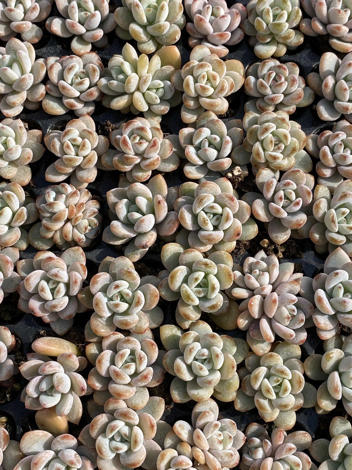 多肉植物 X79 ホシユキ 105苗 土根付き エケベリア セダム