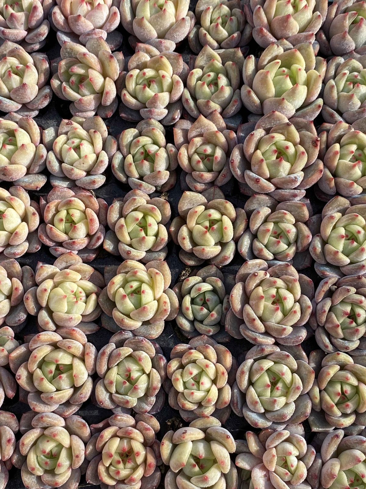 多肉植物 X87 キューオレンジ 105苗 土根付き エケベリア セダム