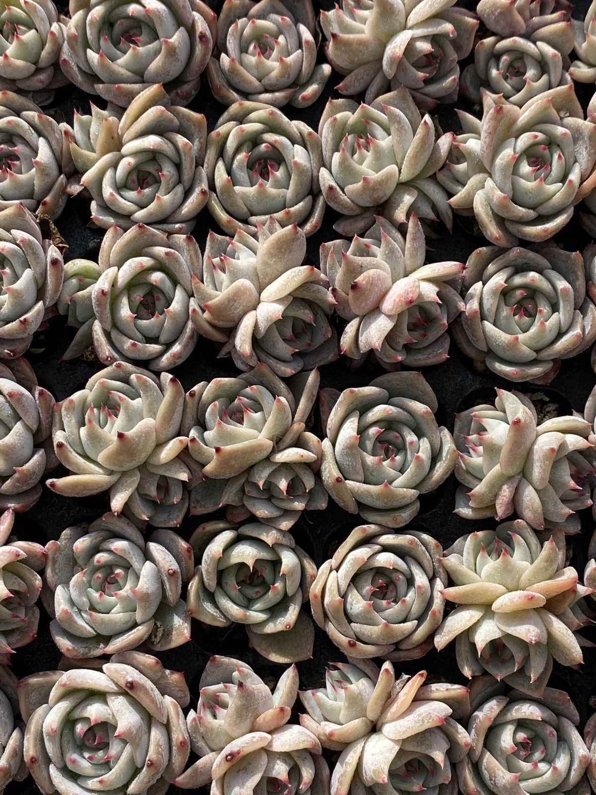 多肉植物 X66 ピカチュウ 105苗 土根付き エケベリア セダム