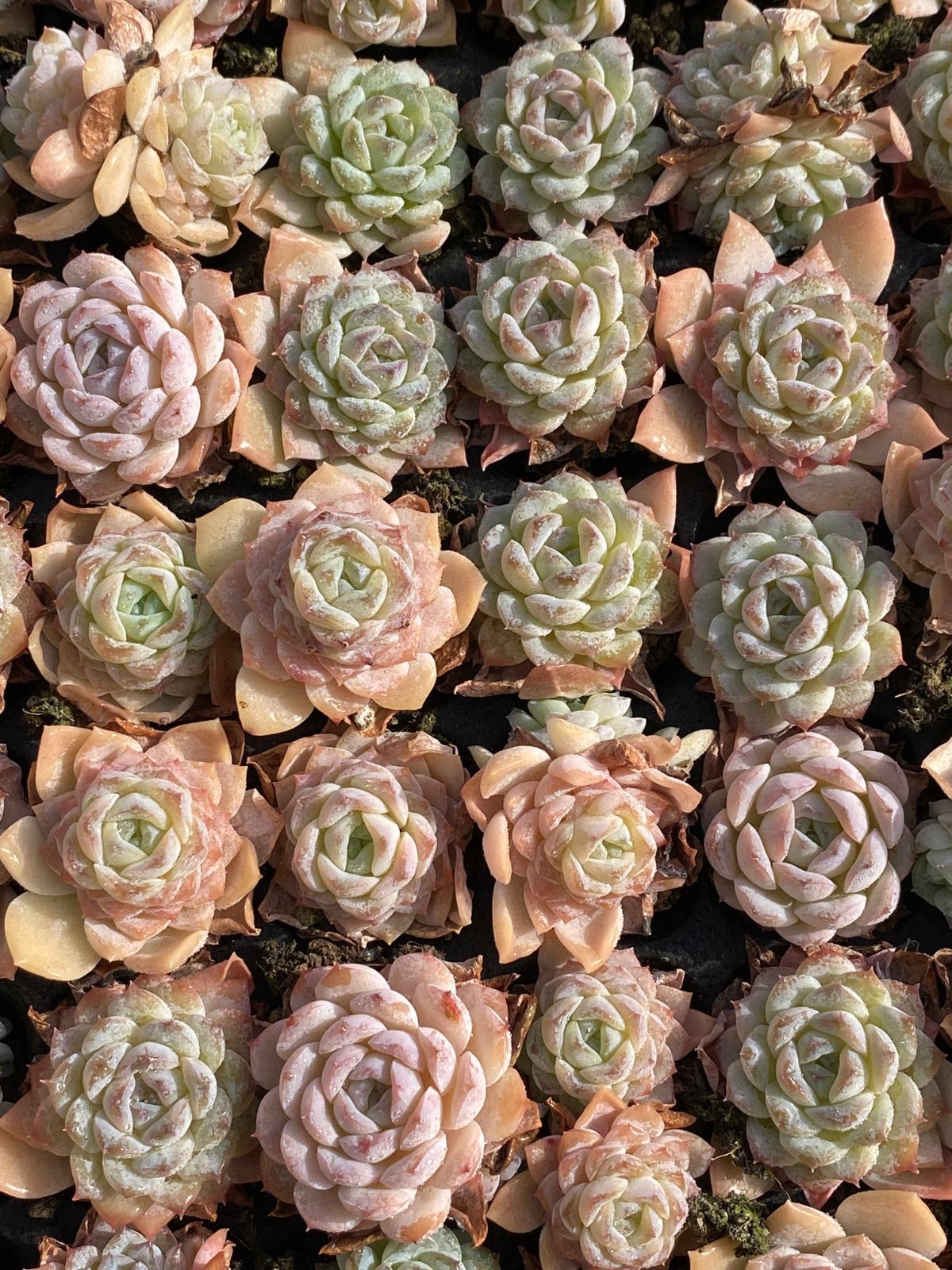 多肉植物 X69 セツガン 105苗 土根付き エケベリア セダム