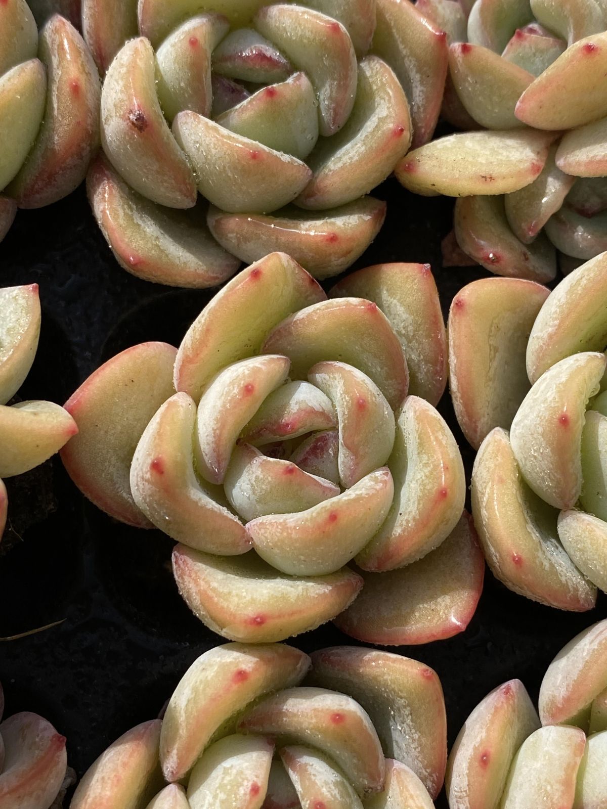 多肉植物 X62 センセーション 105苗 土根付き エケベリア セダム