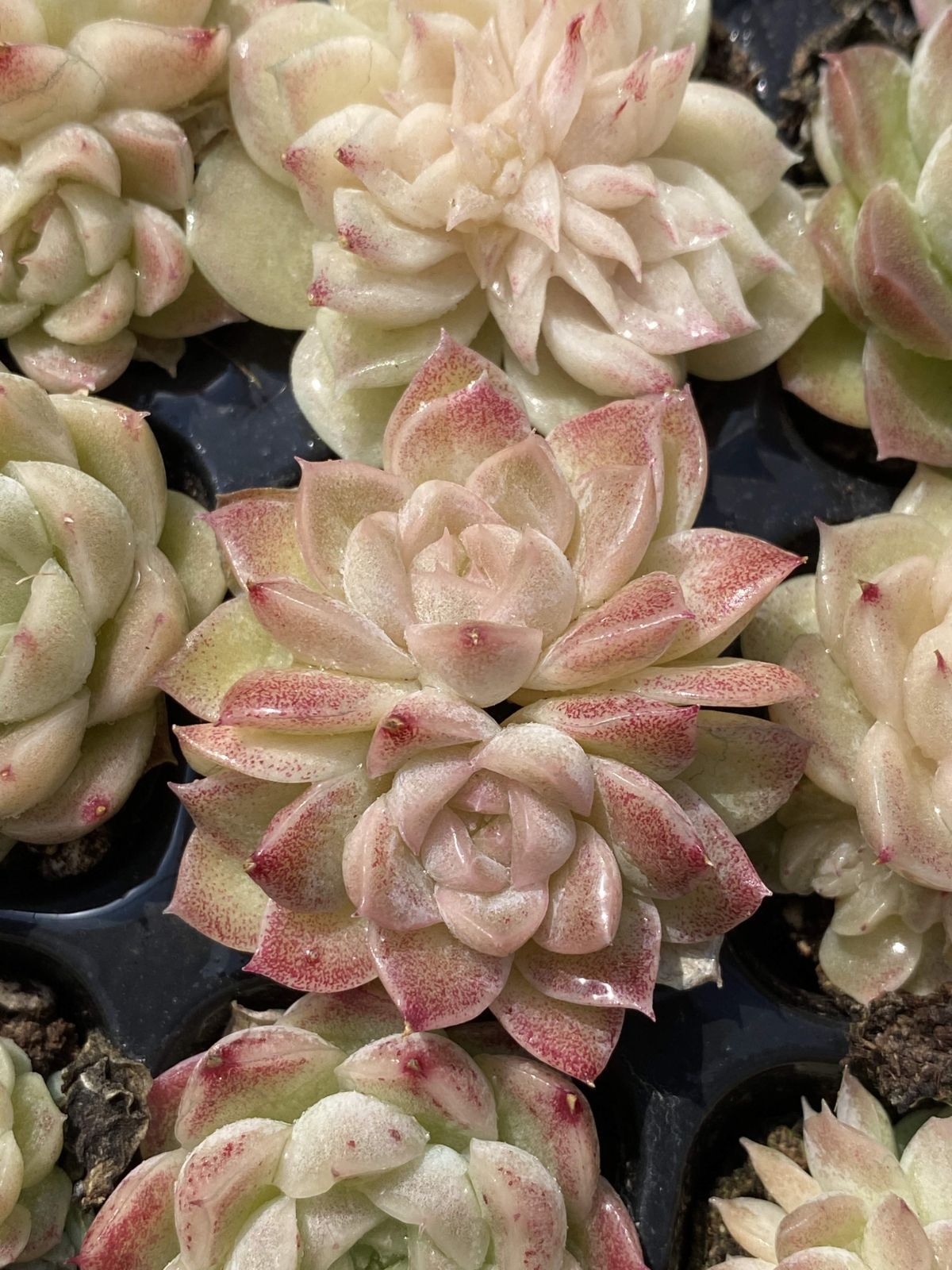 多肉植物 X106 ムギカン 105苗 土根付き エケベリア セダム