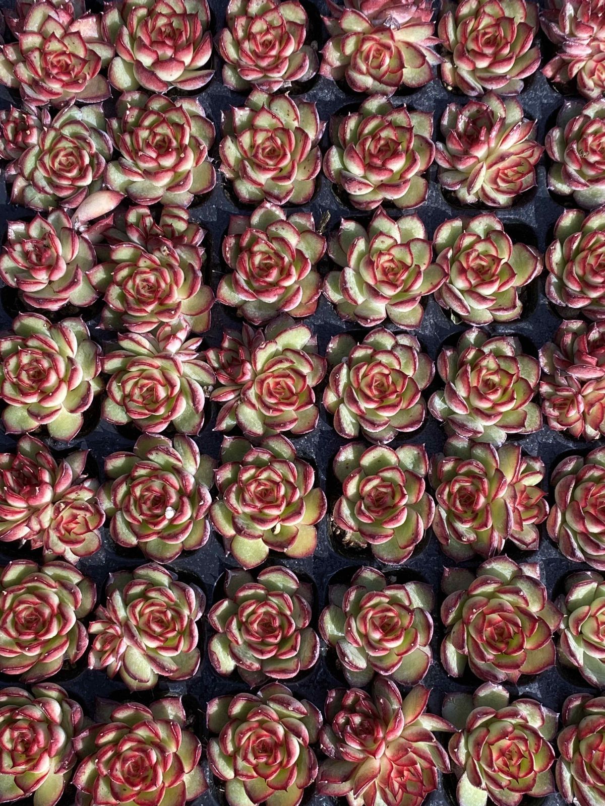 は*ん様 朱子玉 L456×105苗 土付き多肉植物 詰め合わせ エケベリア サ 多肉植物 X68 ホタルビ 105苗 土根付き エケベリア セダム