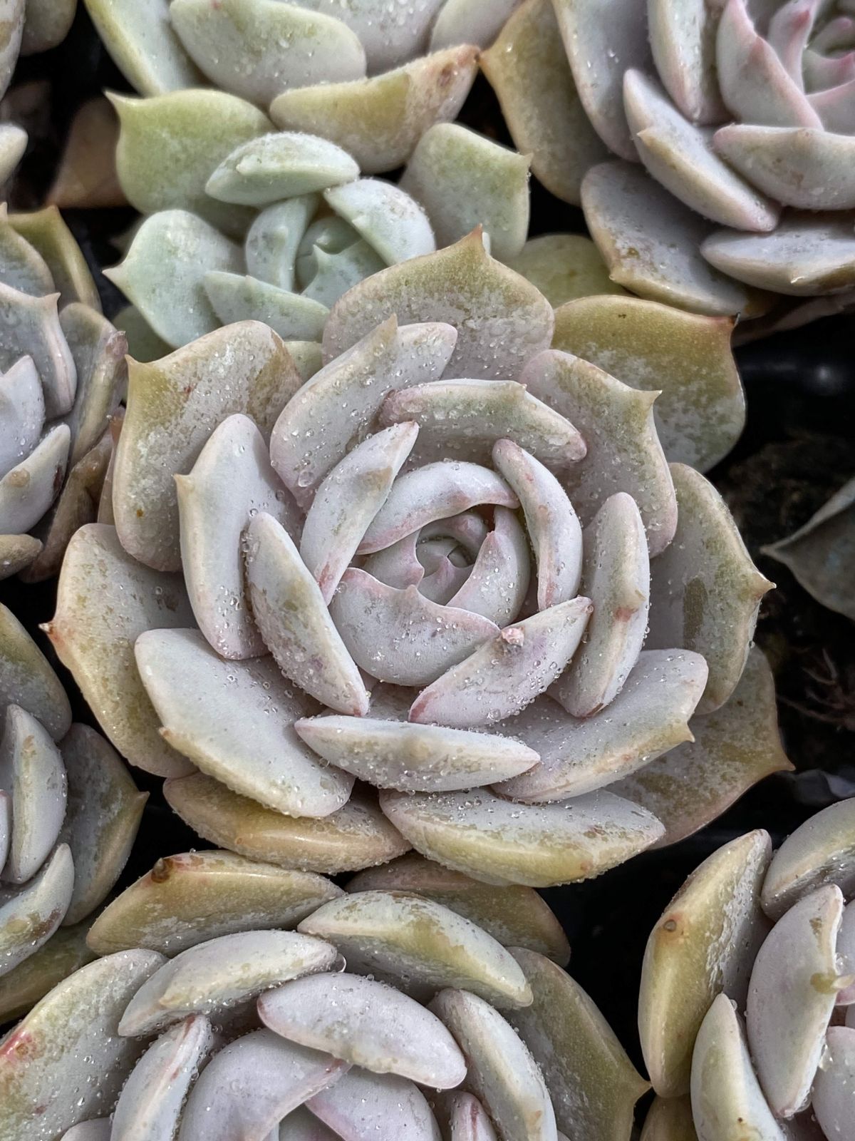 多肉植物 X102 ルナレン 105苗 土根付き エケベリア セダム