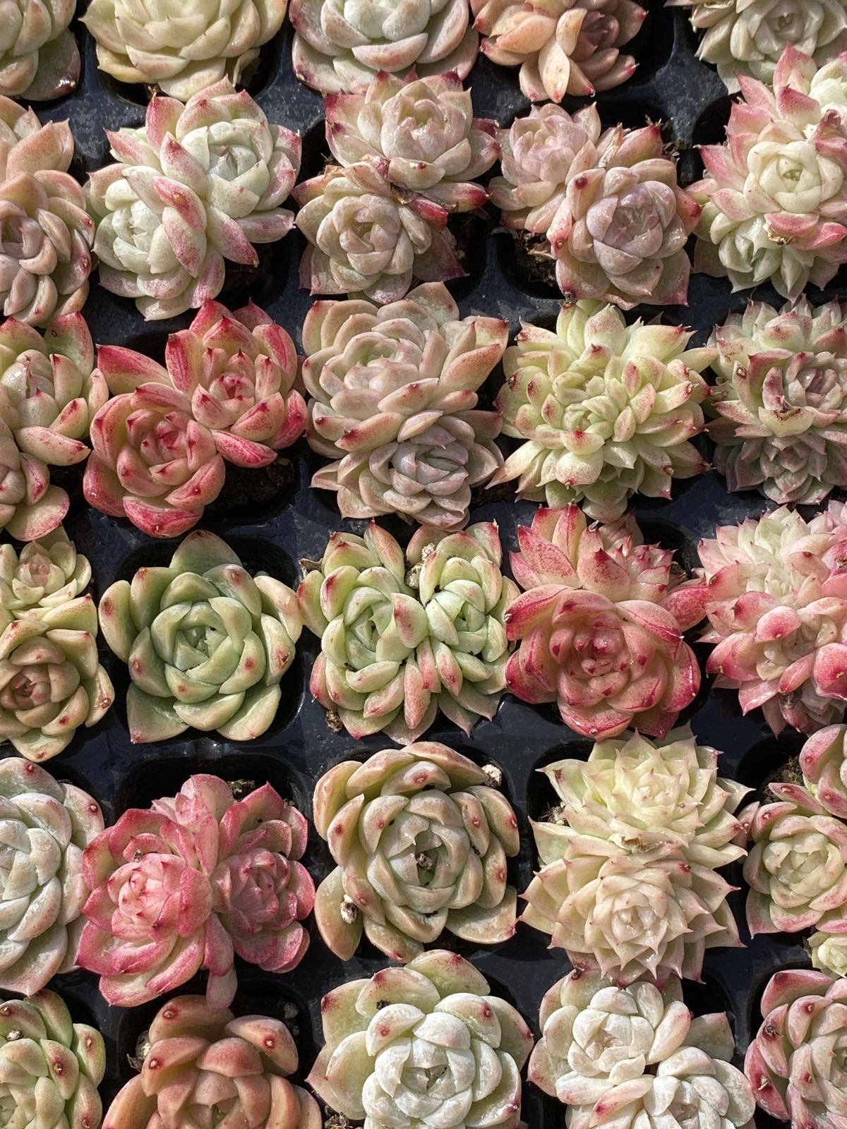 多肉植物 X106 ムギカン 105苗 土根付き エケベリア セダム