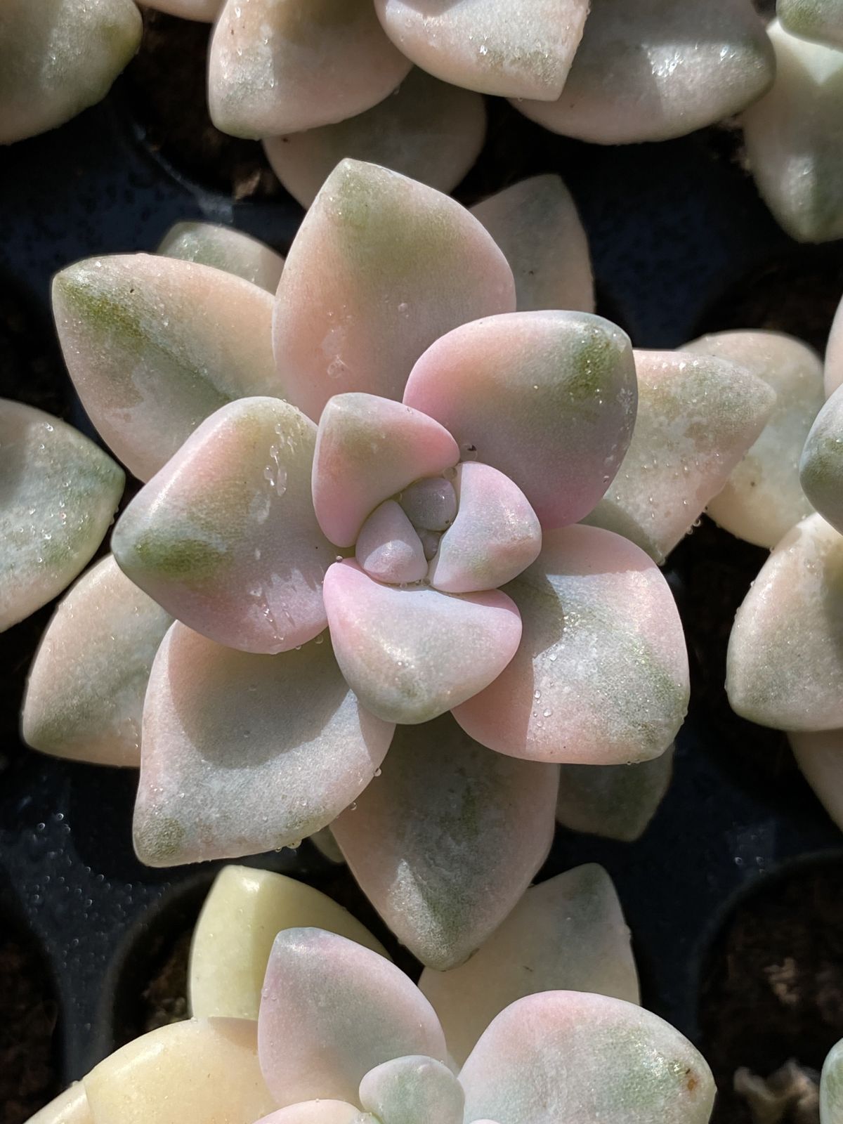 Amabile 小(韓国苗) ○多肉植物 エケベリア アマビレ 2.5寸苗 C5075