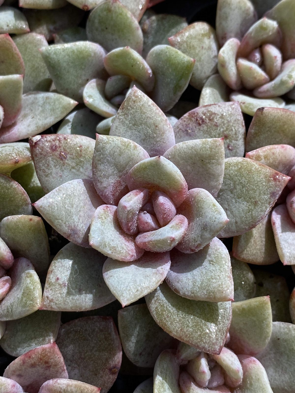 多肉植物 X107 ドイツシャンペン 105苗 土根付き エケベリア セダム