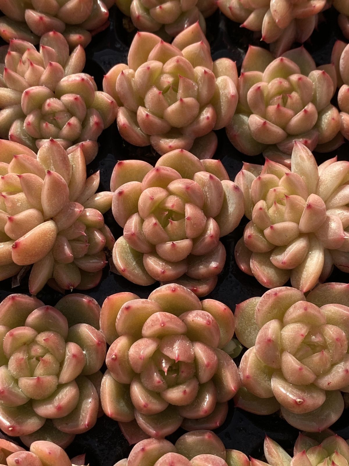 多肉植物 X78 セイクウ 105苗 土根付き エケベリア セダム