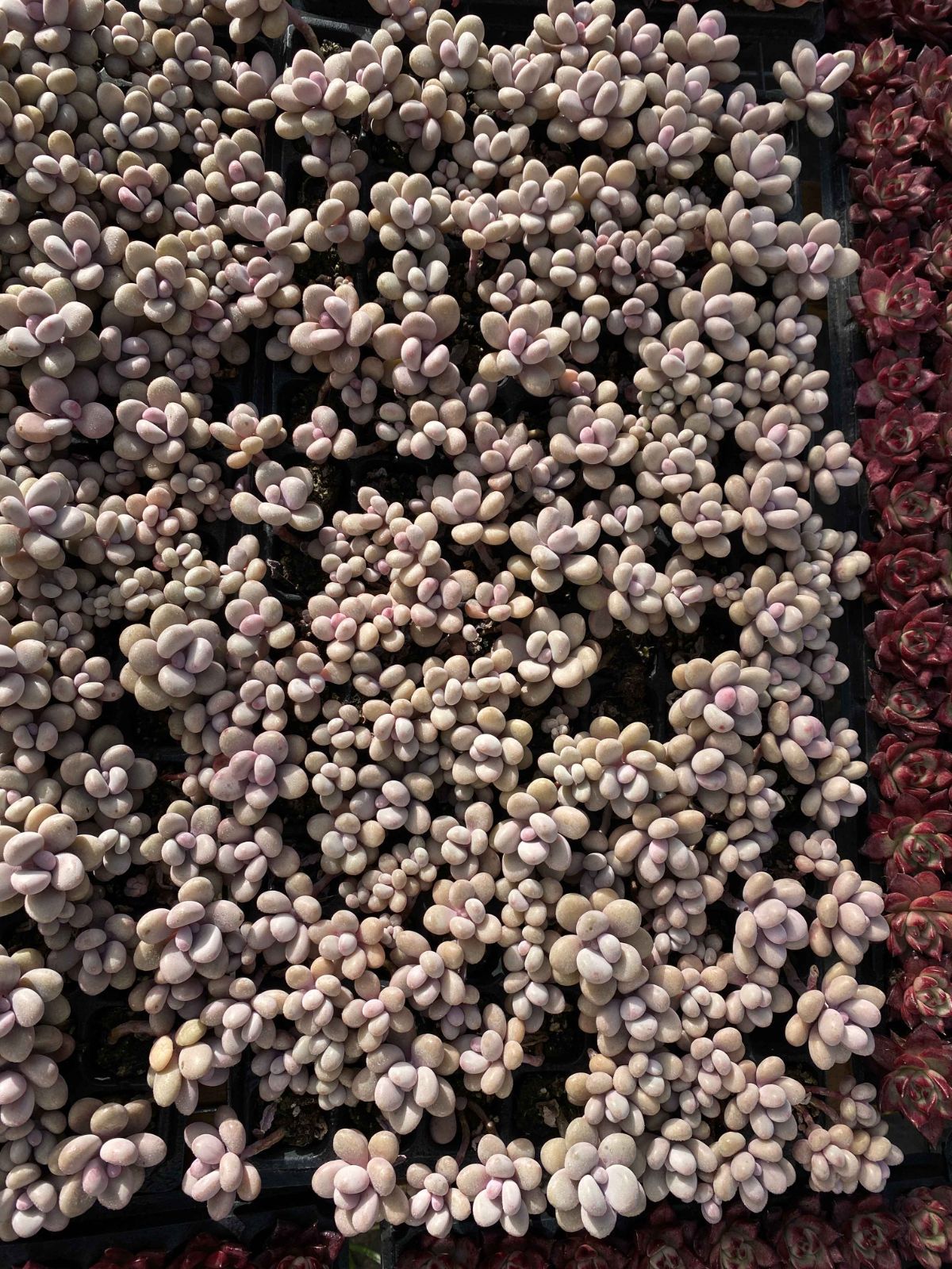 Top【選抜株】多肉植物 23522アモムム 105個 プラグトレー苗 多肉植物