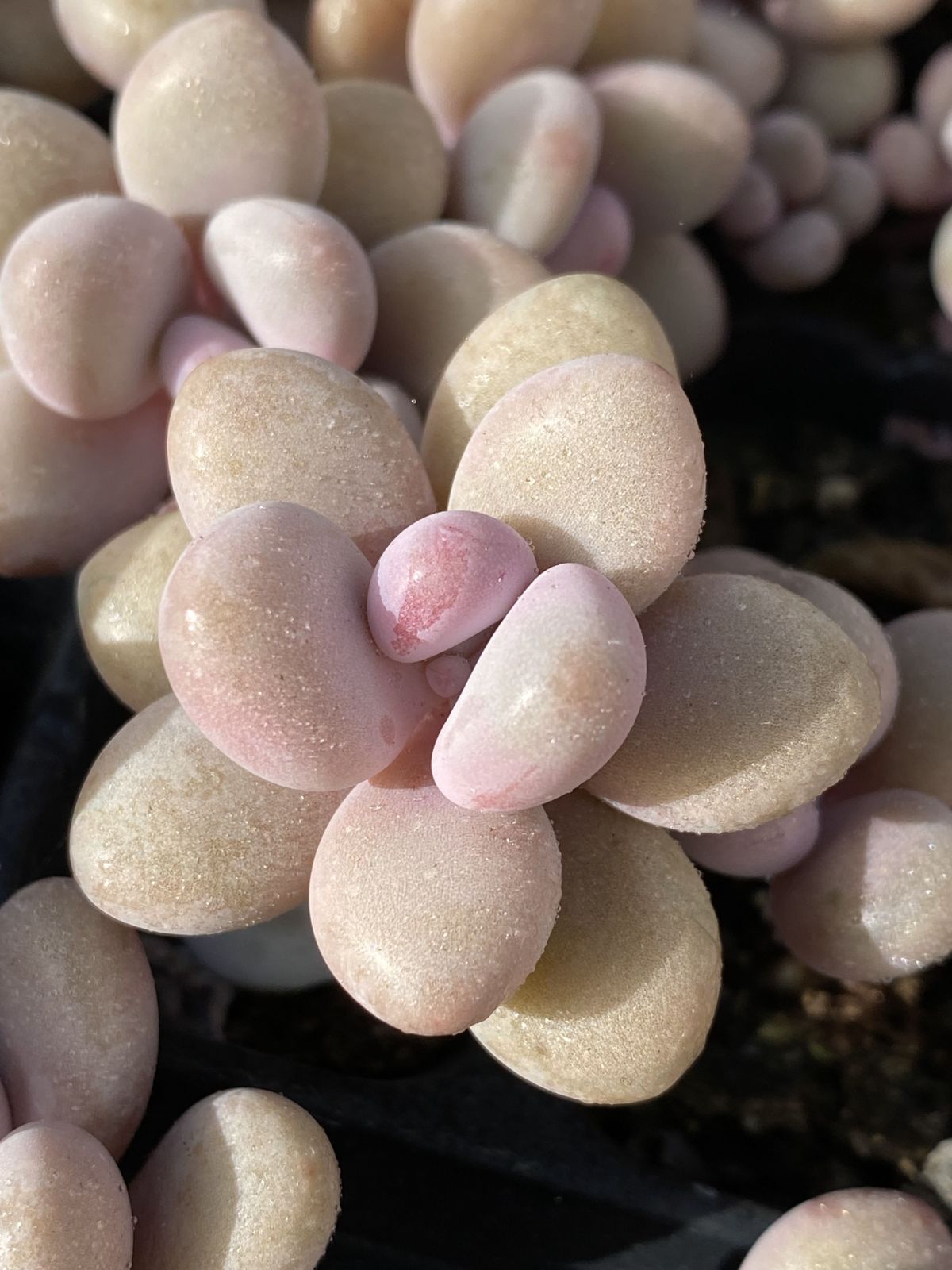 Top【選抜株】多肉植物　23522アモムム 105個　プラグトレー苗 Top【選抜株】多肉植物 23522アモムム 105個 プラグトレー苗 多肉植物