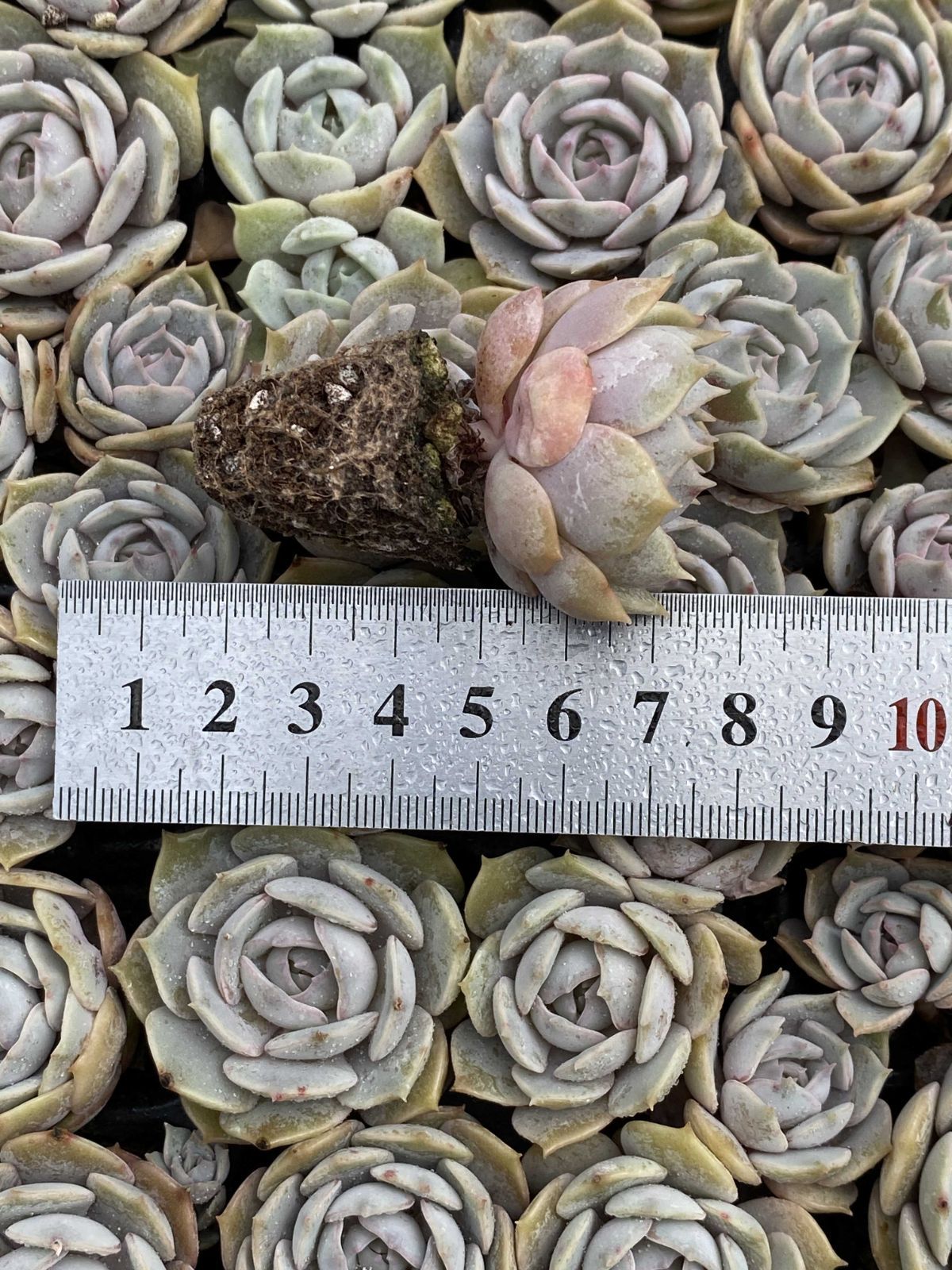 多肉植物 X102 ルナレン 105苗 土根付き エケベリア セダム