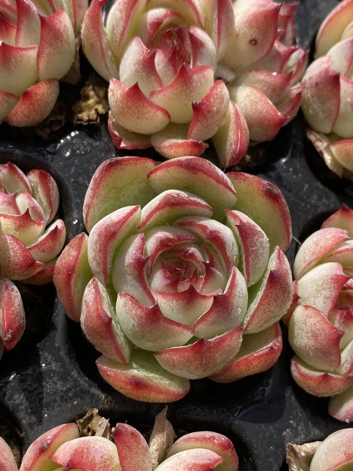 多肉植物 X110 ゴウコンヒメ 105苗 土根付き エケベリア セダム