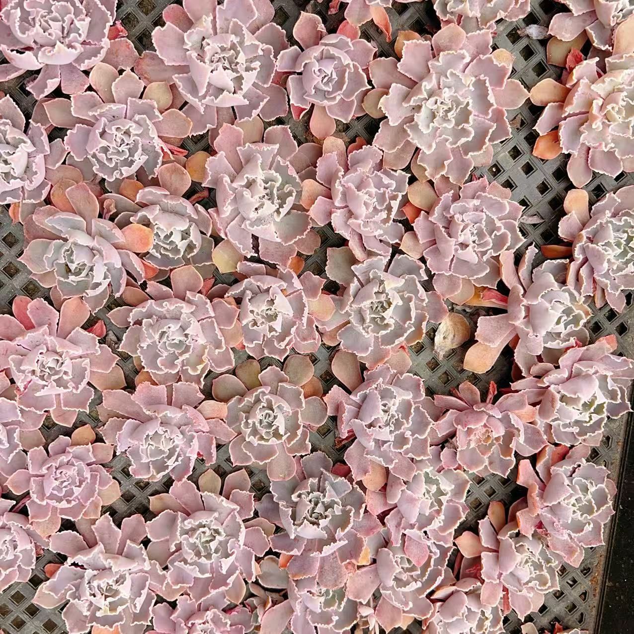 100株の抜き苗セット】ピンクフリル 多肉植物 佐川急便発送 エケベリア