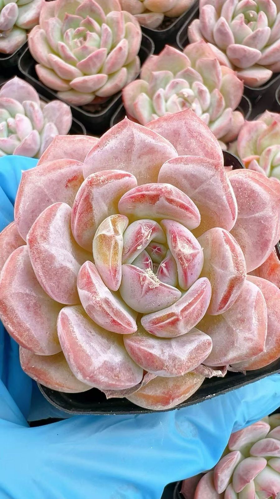 50株の抜き苗セット】ドリームシェッド 多肉植物 佐川急便発送