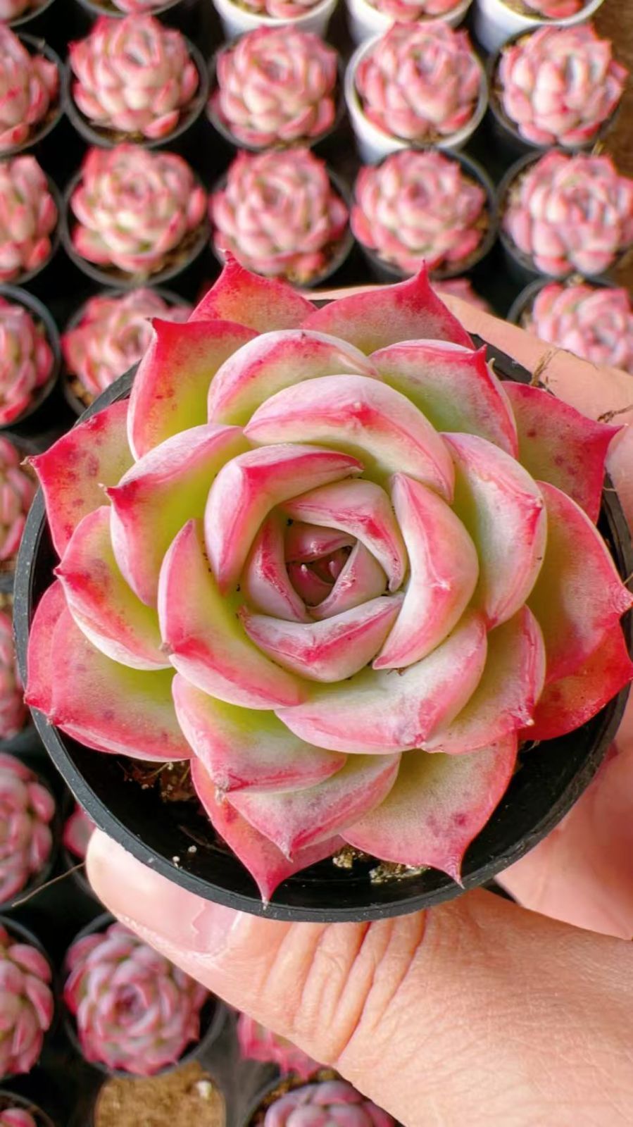 50株の抜き苗セット】フランスローズ 多肉植物 佐川急便発送