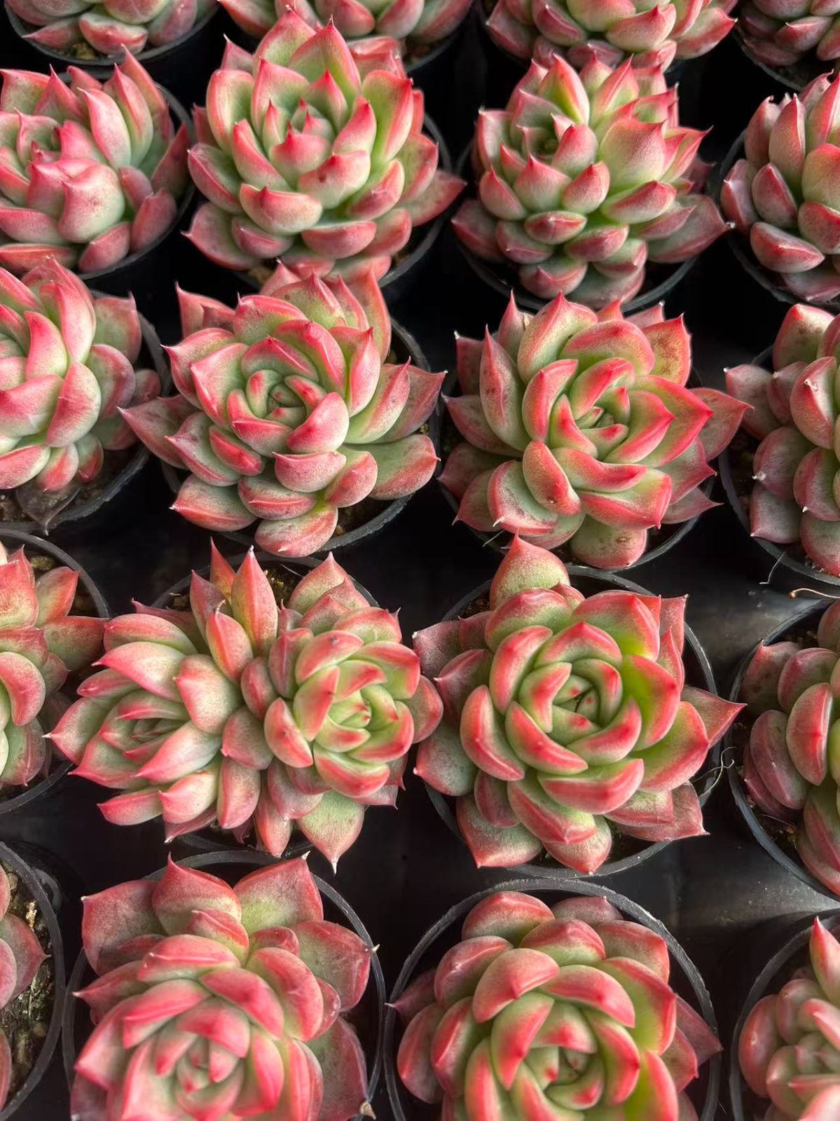 50株の抜き苗セット】フロリアナ 多肉植物 佐川急便発送 エケベリア