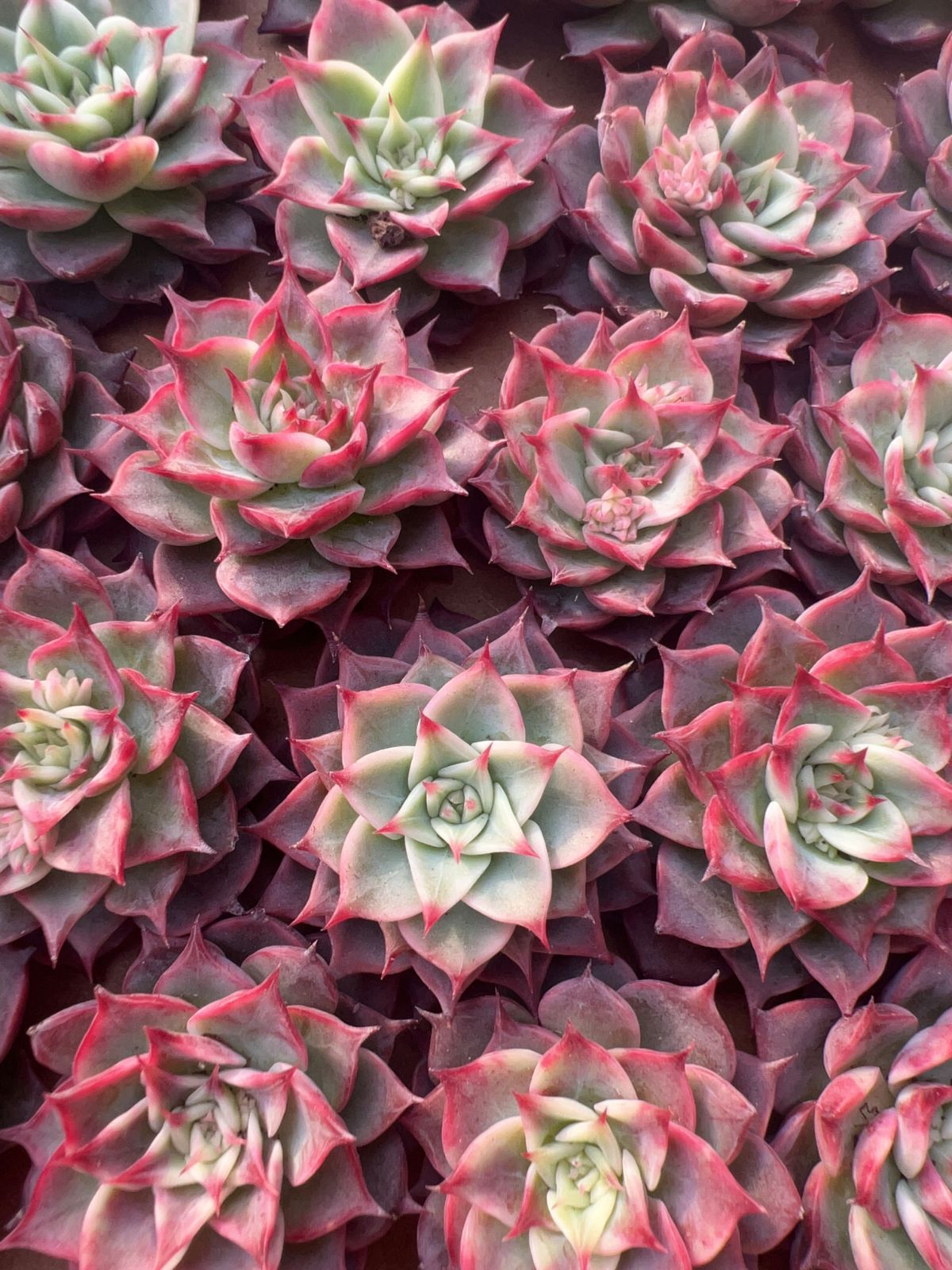 多肉植物　韓国苗　レッドブルー　大きめ　抜き苗 50株の抜き苗セット】レッドフラワー 多肉植物 佐川急便発送