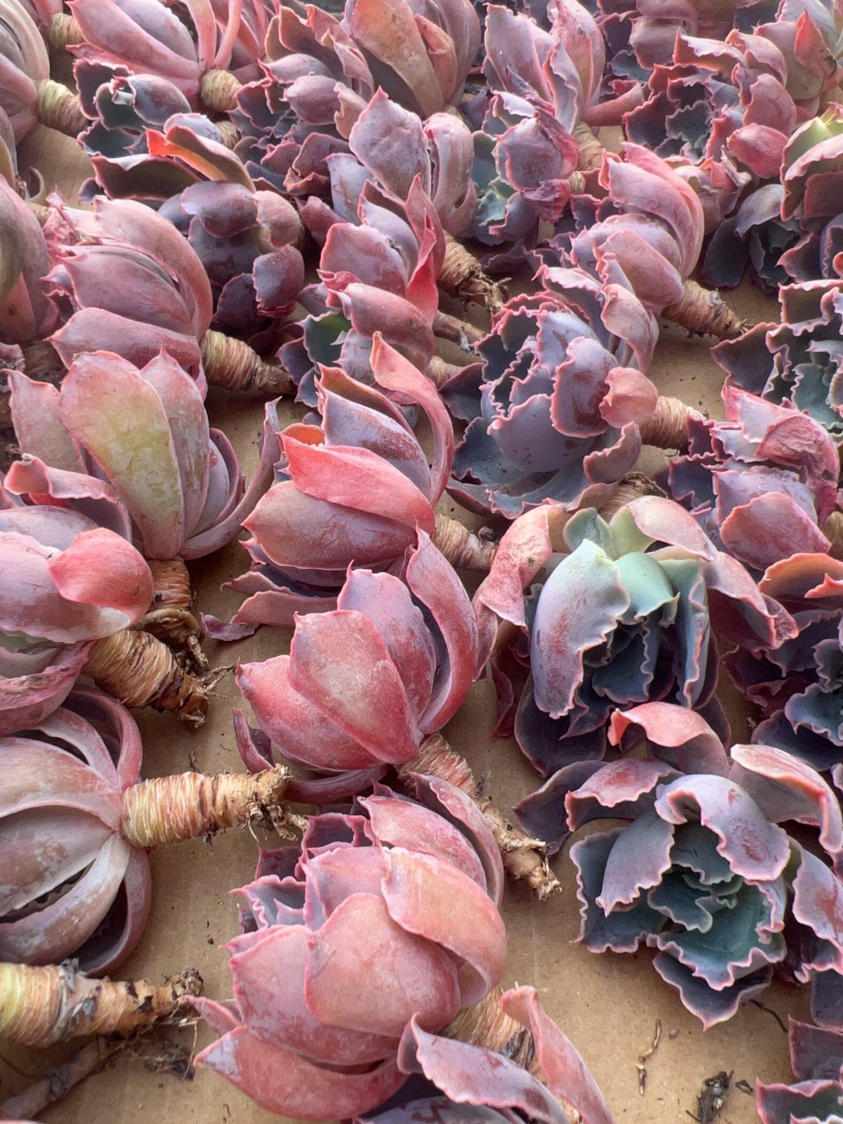 70株の抜き苗セット】夕焼けの舞 多肉植物 佐川急便発送 エケベリア