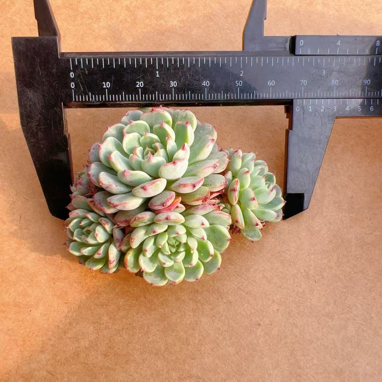 50株の抜き苗セット】オールドレッド 多肉植物 佐川急便発送