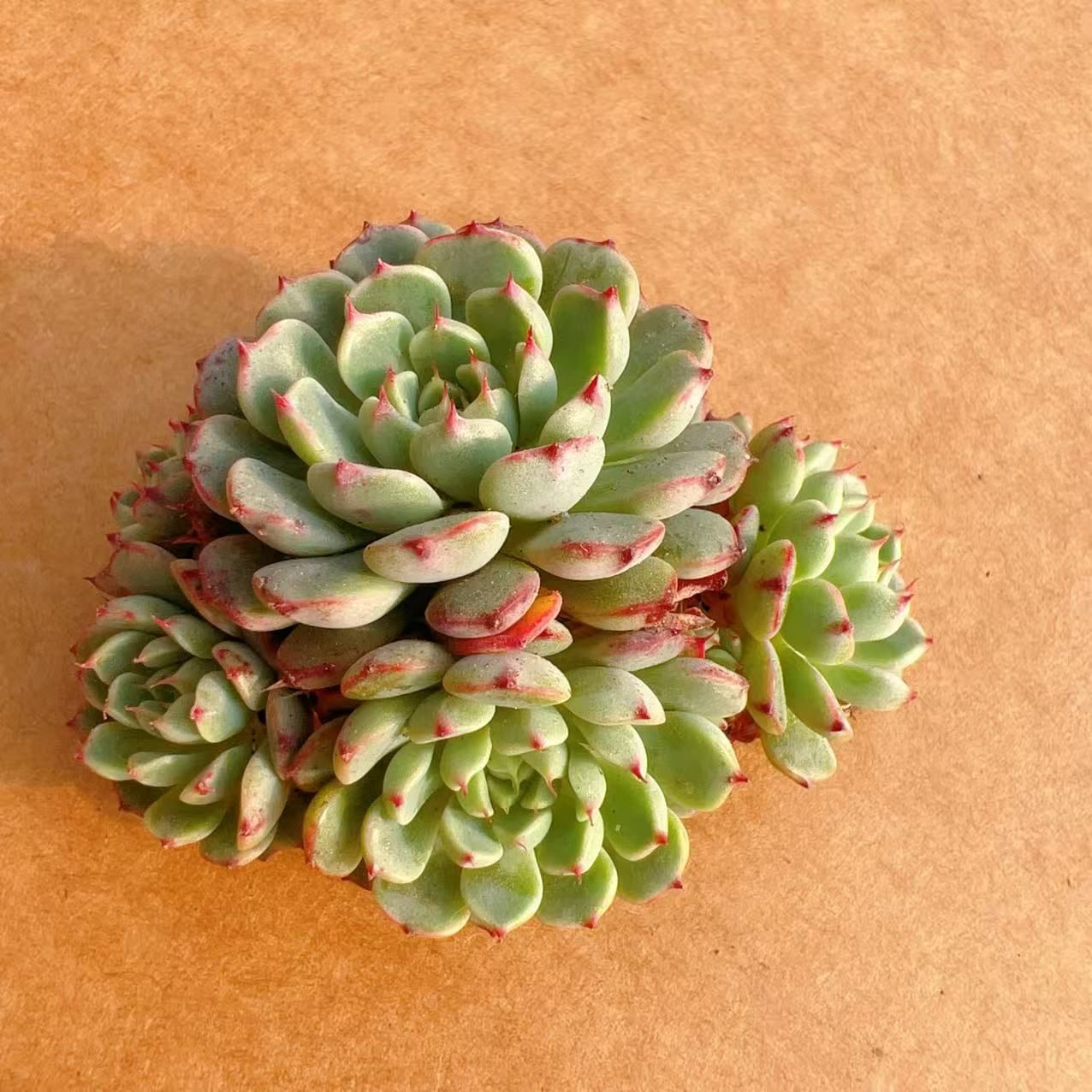 50株の抜き苗セット】オールドレッド 多肉植物 佐川急便発送