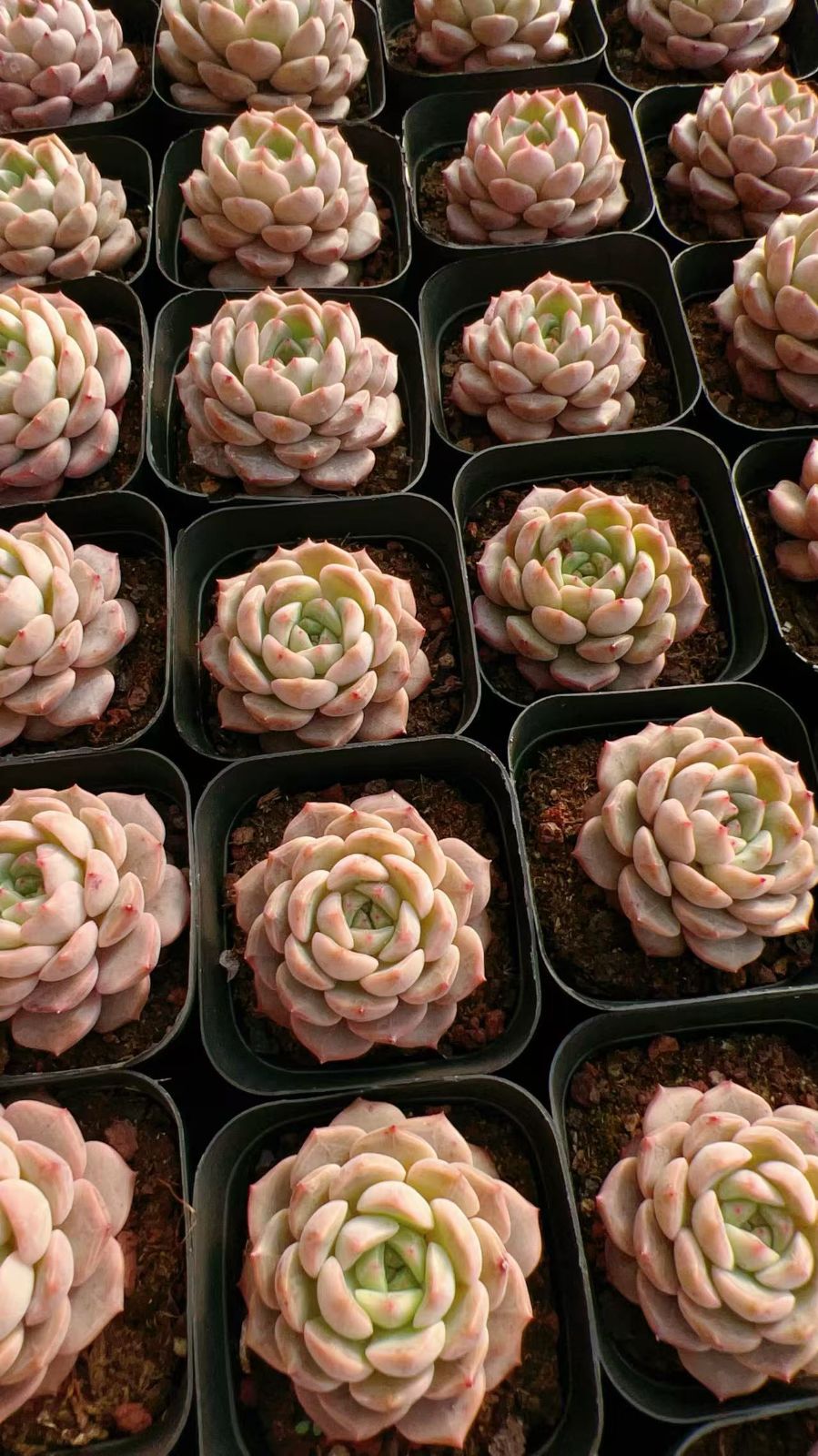 70株の抜き苗セット】オレンジモンロー 多肉植物 佐川急便発送