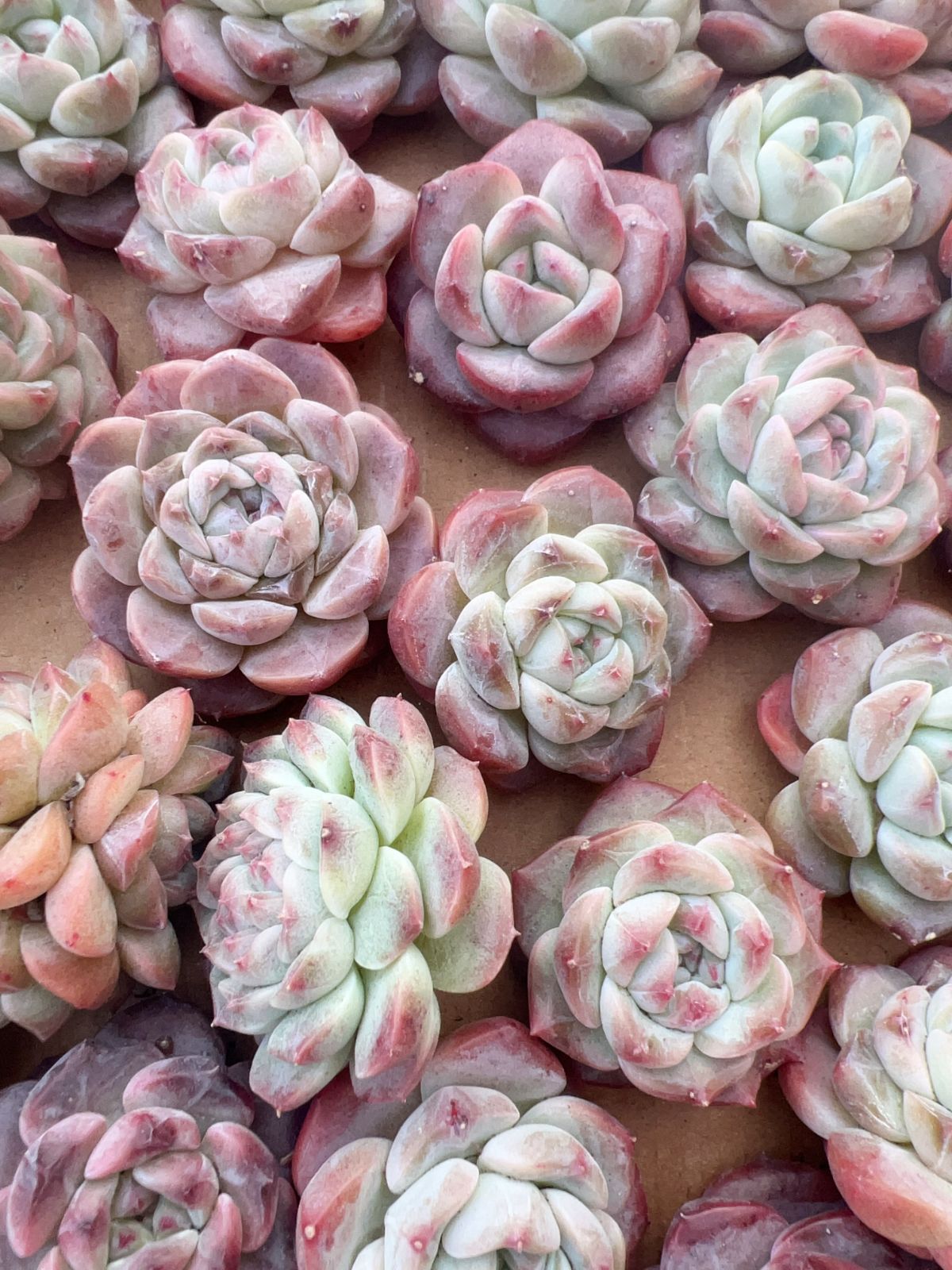 多肉☆キャンディハート双頭・２苗・カット苗 80株の抜き苗セット】キャンディハート交配 多肉植物 佐川急便発送