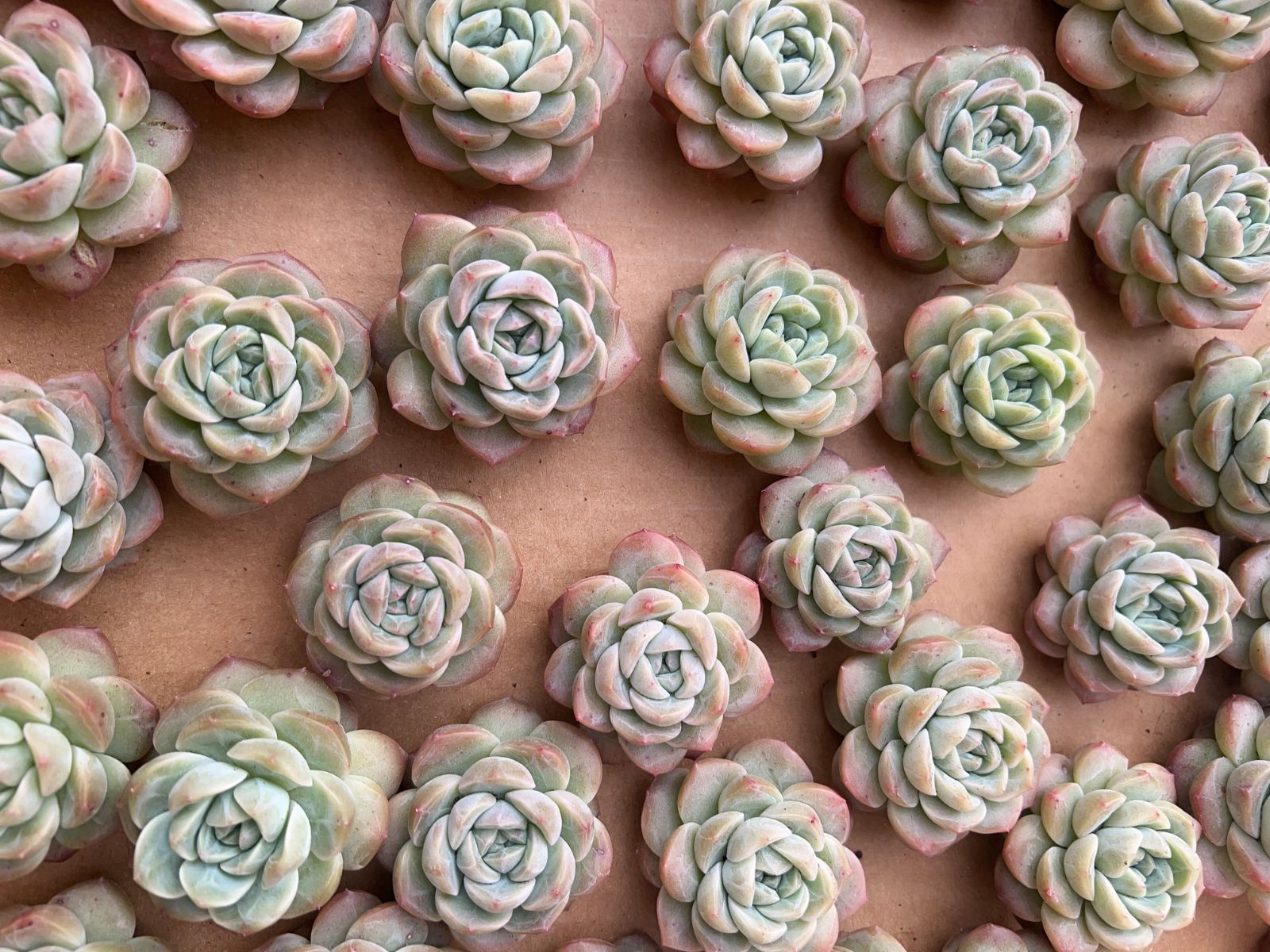 70株の抜き苗セット】アイスケーキ 多肉植物 佐川急便発送 エケベリア