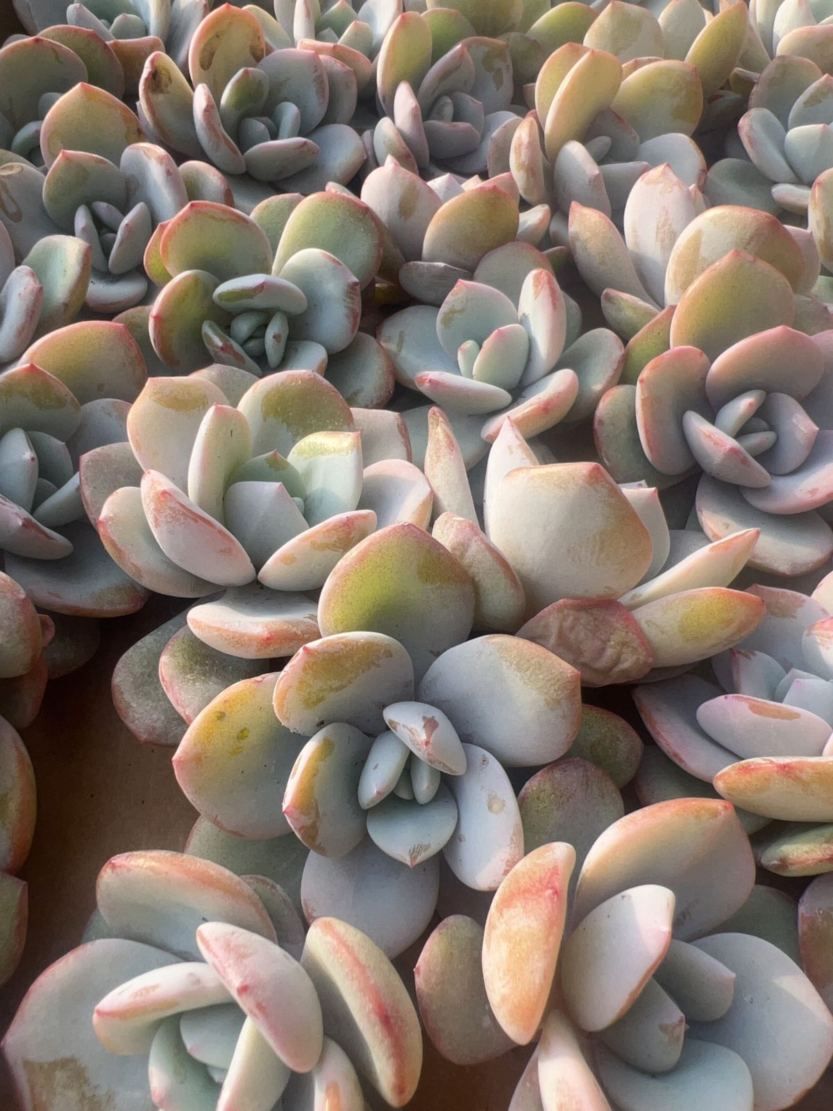 50株の抜き苗セット】ミルクティー 多肉植物 佐川急便発送 エケベリア