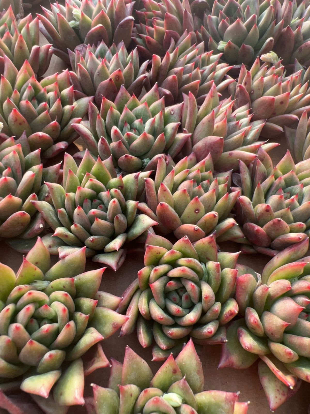 50株の抜き苗セット】バラローズ 多肉植物 佐川急便発送 エケベリア