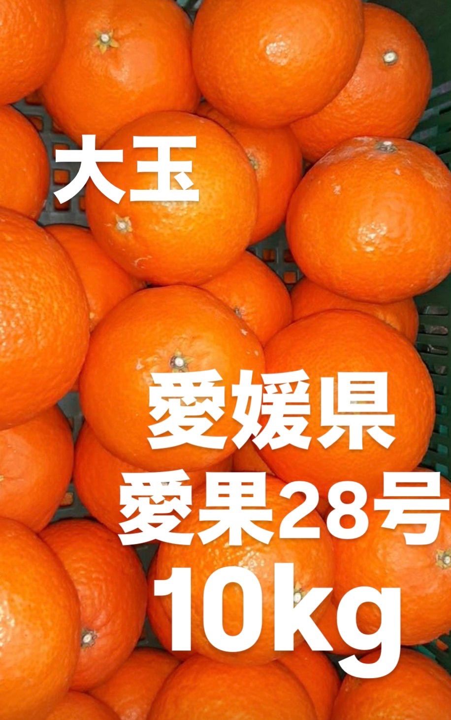 愛媛県産 家庭用 愛果28号 柑橘 10kg - メルカリ