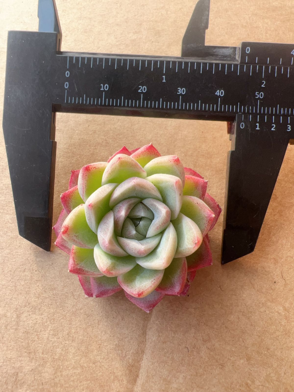 70株の抜き苗セット】クイーンローズ 多肉植物 佐川急便発送