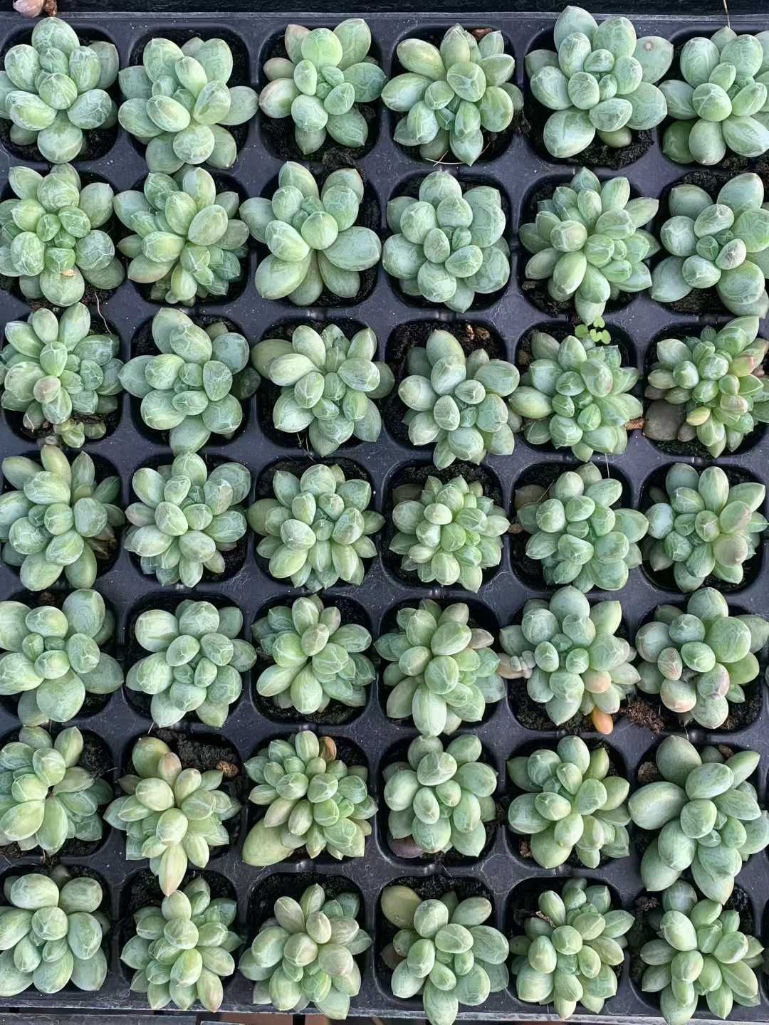 多肉植物 X156 グリーンハートビジン 105苗 土根付き エケベリア