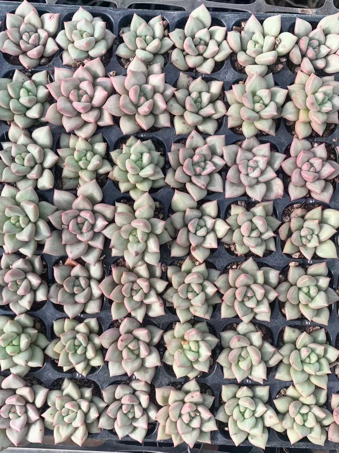 多肉植物 X153 ゾウゲ 105苗 土根付き エケベリア セダム アエオニウム