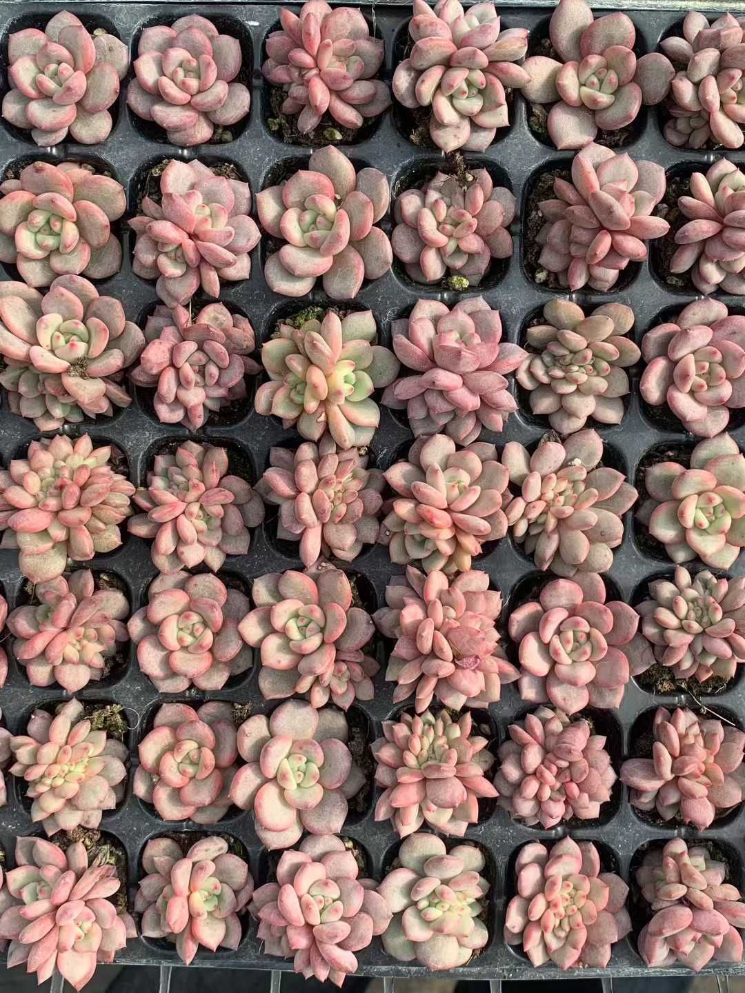 多肉植物 X155 リンセツ 105苗 土根付き エケベリア セダム