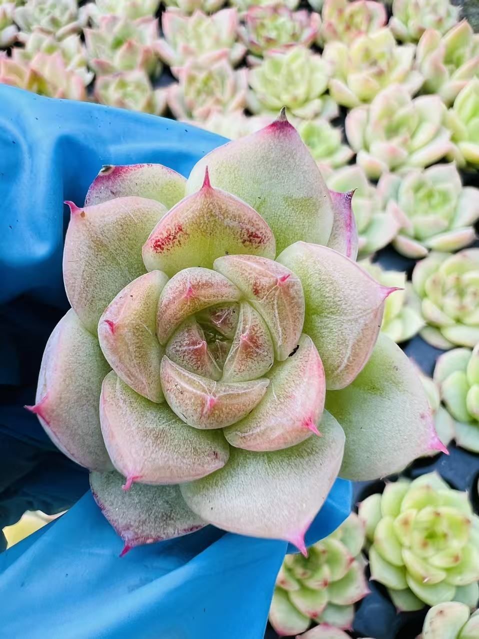 エケベリア・セダム lemmikki エケベリア・セダム lemmikki エケベリア