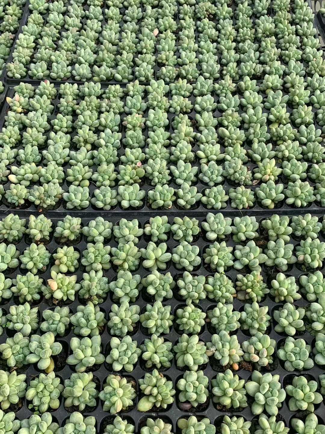 多肉植物 X156 グリーンハートビジン 105苗 土根付き エケベリア