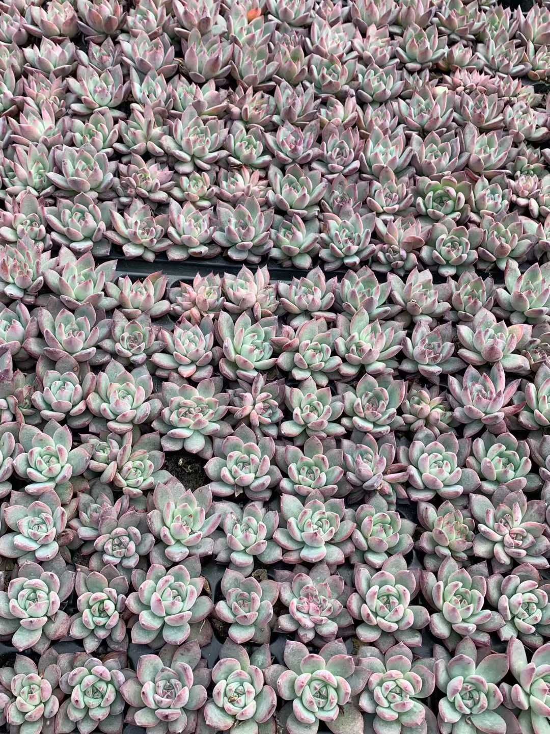 セル苗105個セット✨多肉植物　エケベリア　詰め合わせ　寄せ植えに!! セル苗105個セット✨多肉植物 エケベリア 詰め合わせ 寄せ植えに