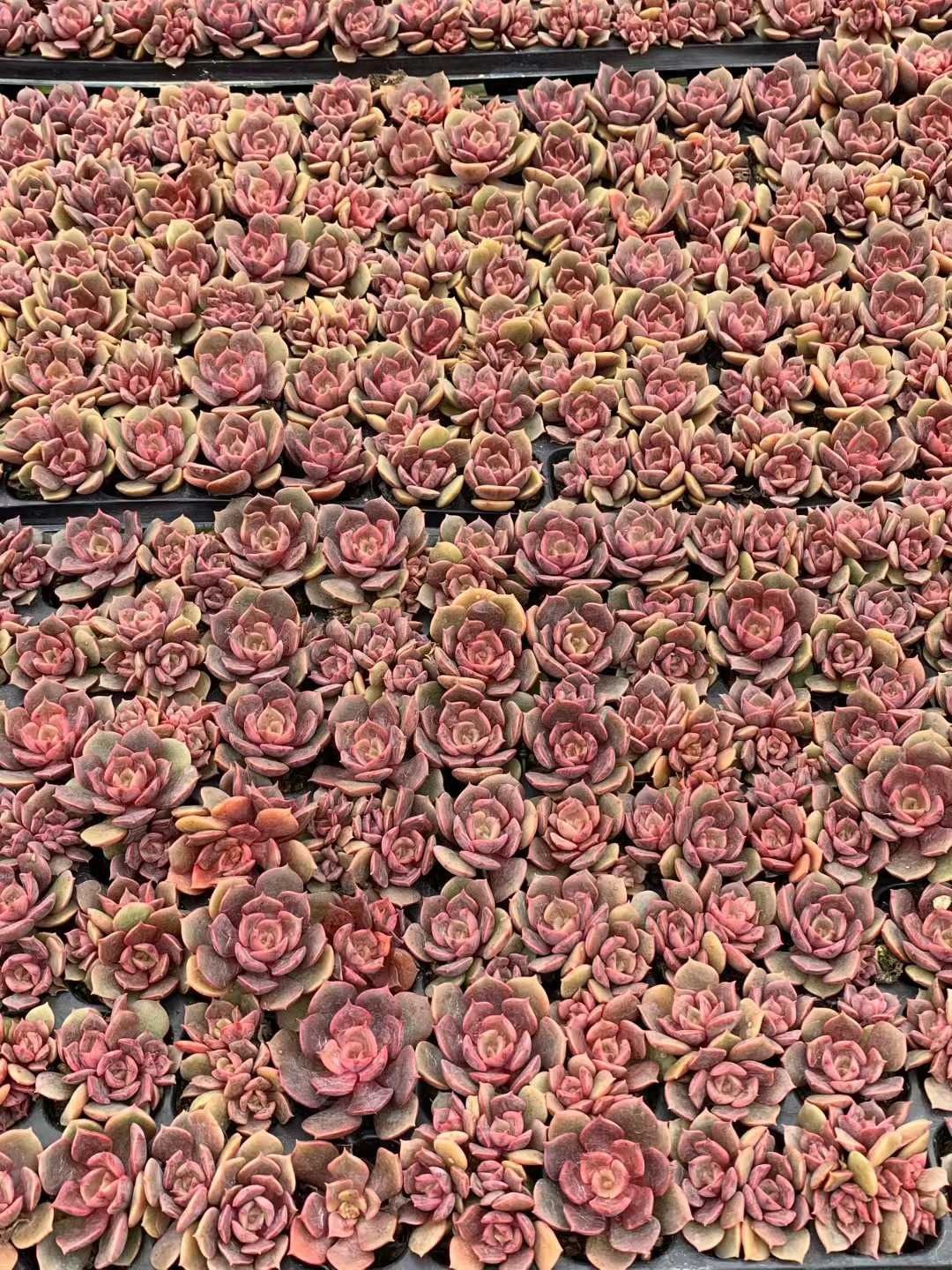 多肉植物 X150 ダイコウハオ 105苗 土根付き エケベリア セダム