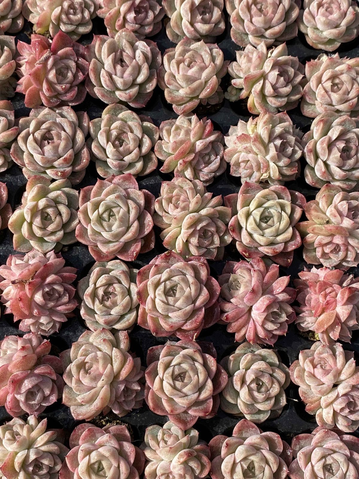 多肉植物 X124 ゲッシン 105苗 土根付き エケベリア セダム