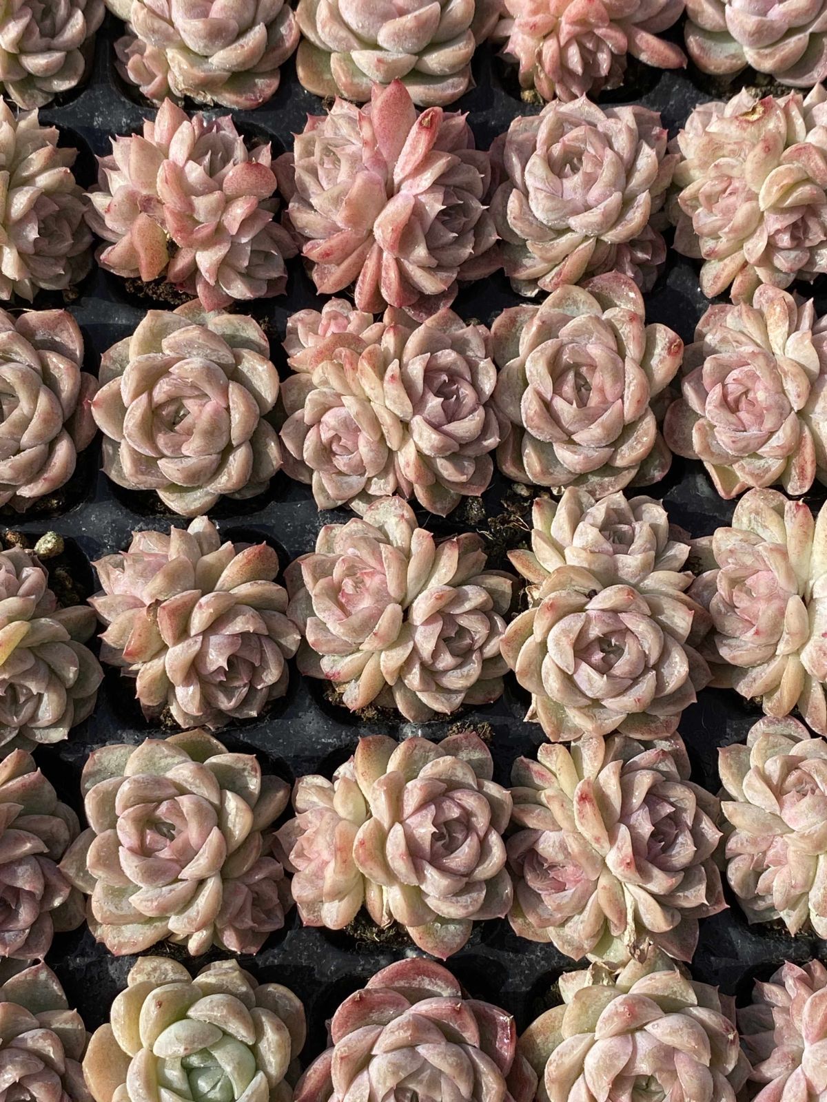 は*ん様 朱子玉 L456×105苗 土付き多肉植物 詰め合わせ エケベリア サ 多肉植物 X124 ゲッシン 105苗 土根付き エケベリア セダム