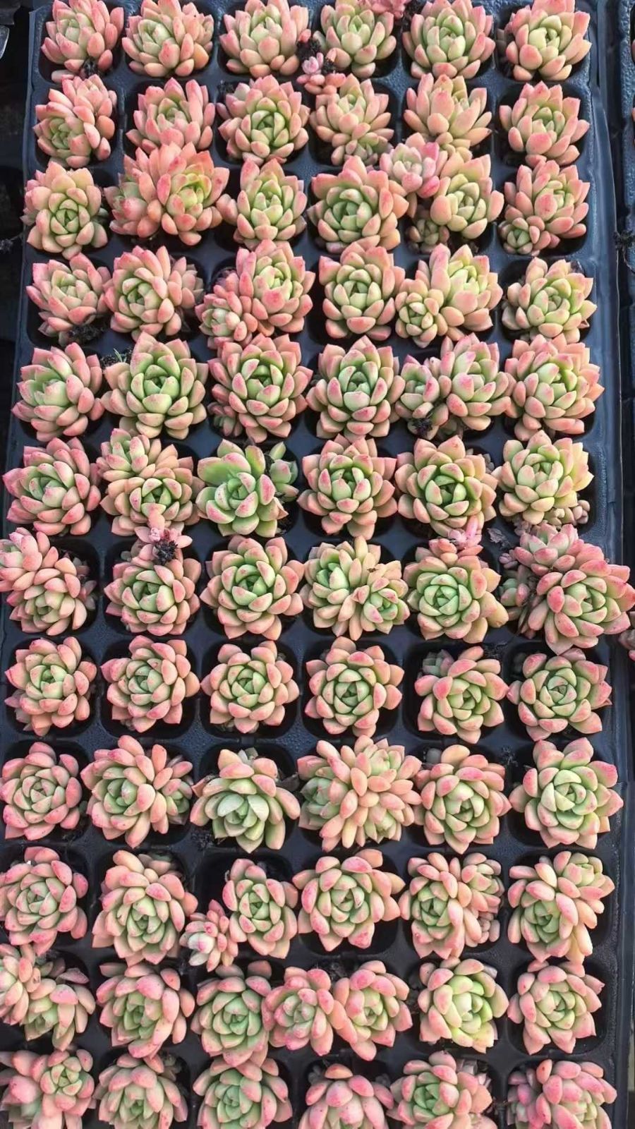 多肉植物 X211 モモソー 72苗 土根付き エケベリア セダム